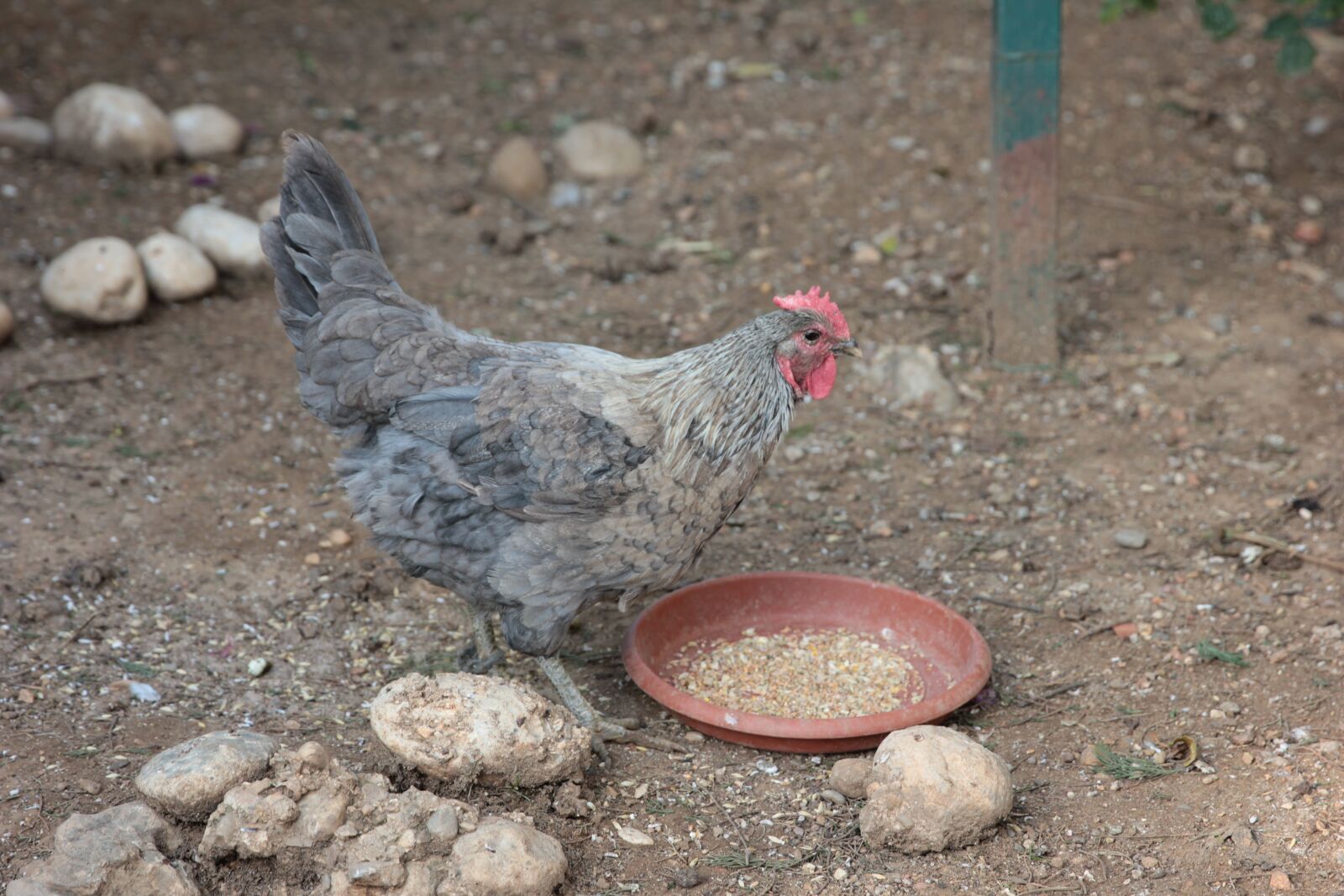 Canon EOS 550D (EOS Rebel T2i / EOS Kiss X4) sample photo. Chicken, poultry, farm photography