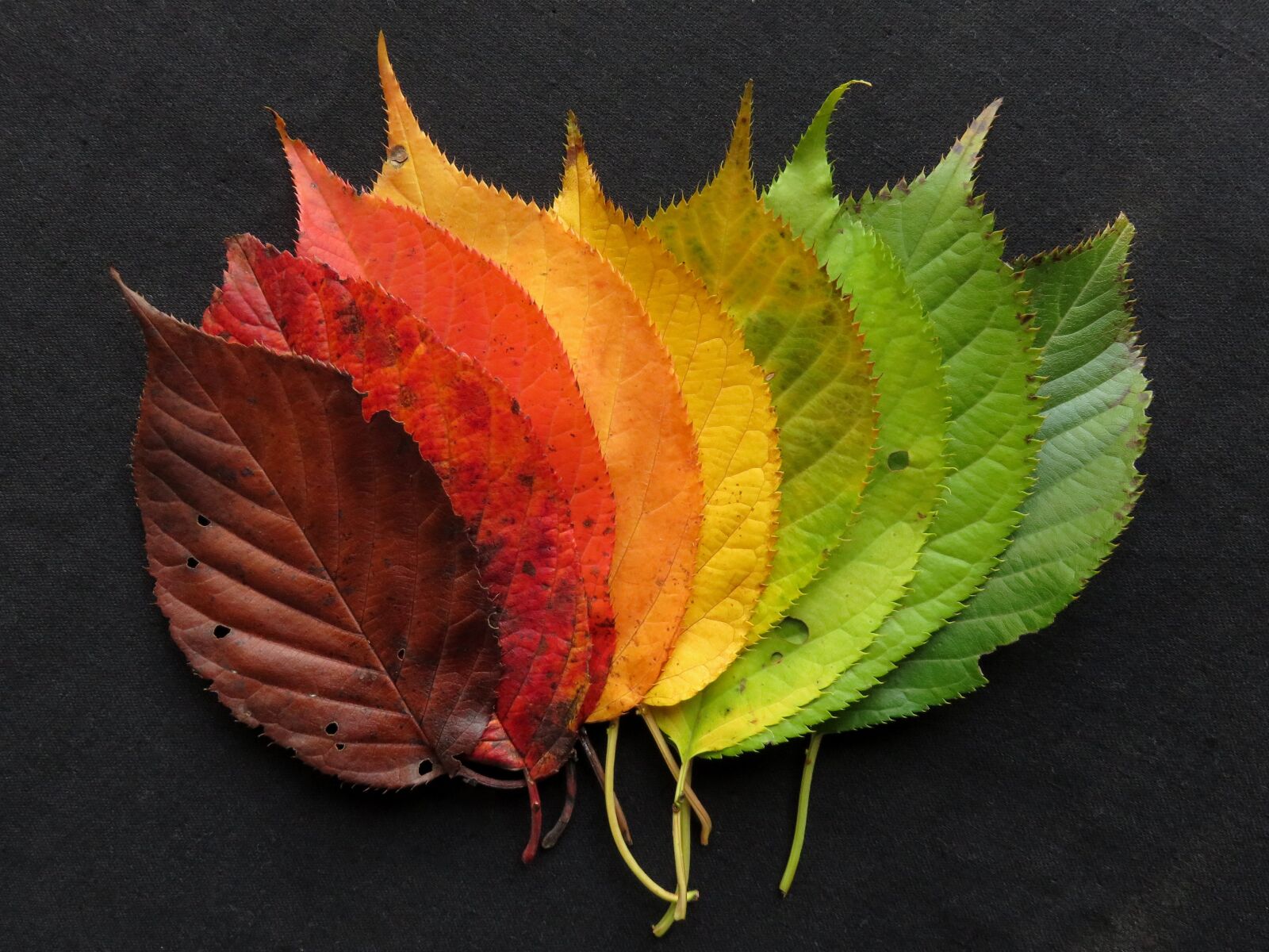 Canon PowerShot SX710 HS sample photo. Autumn leaves, fall leaves photography