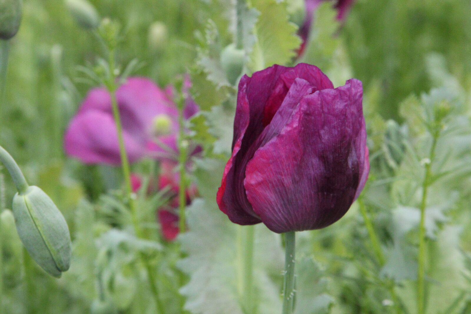 Canon EF-S 18-135mm F3.5-5.6 IS sample photo. Flower, meadow, poppy photography