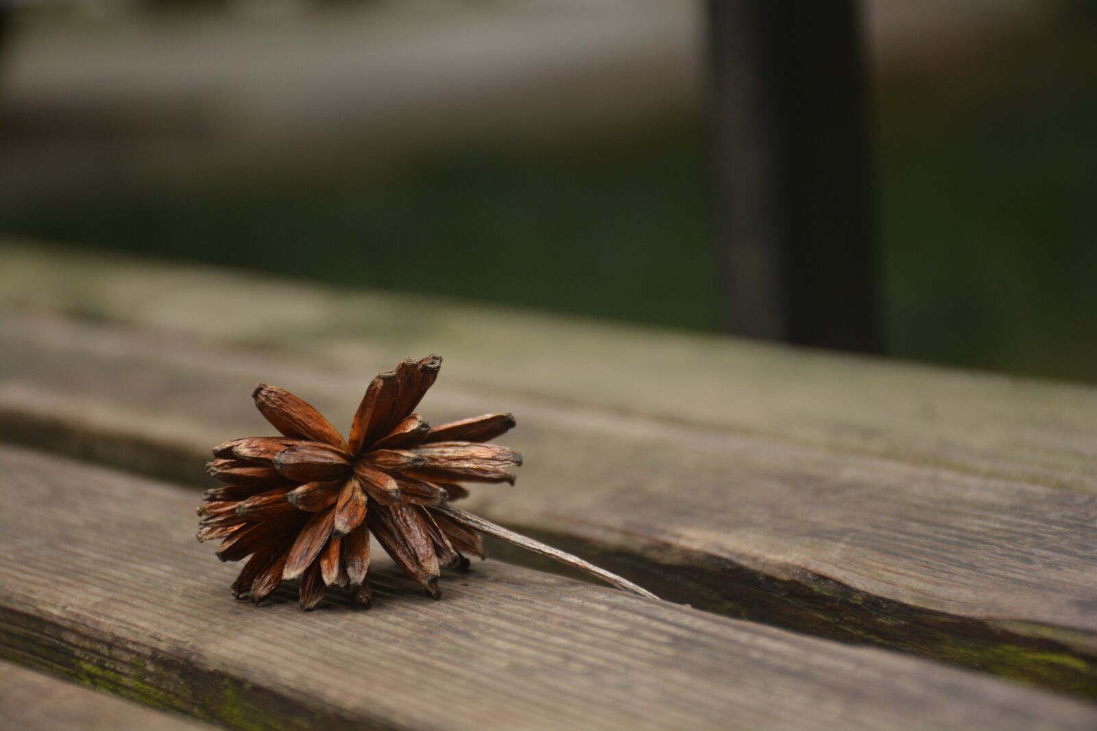 Nikon D7100 sample photo. Wither, withers, life photography