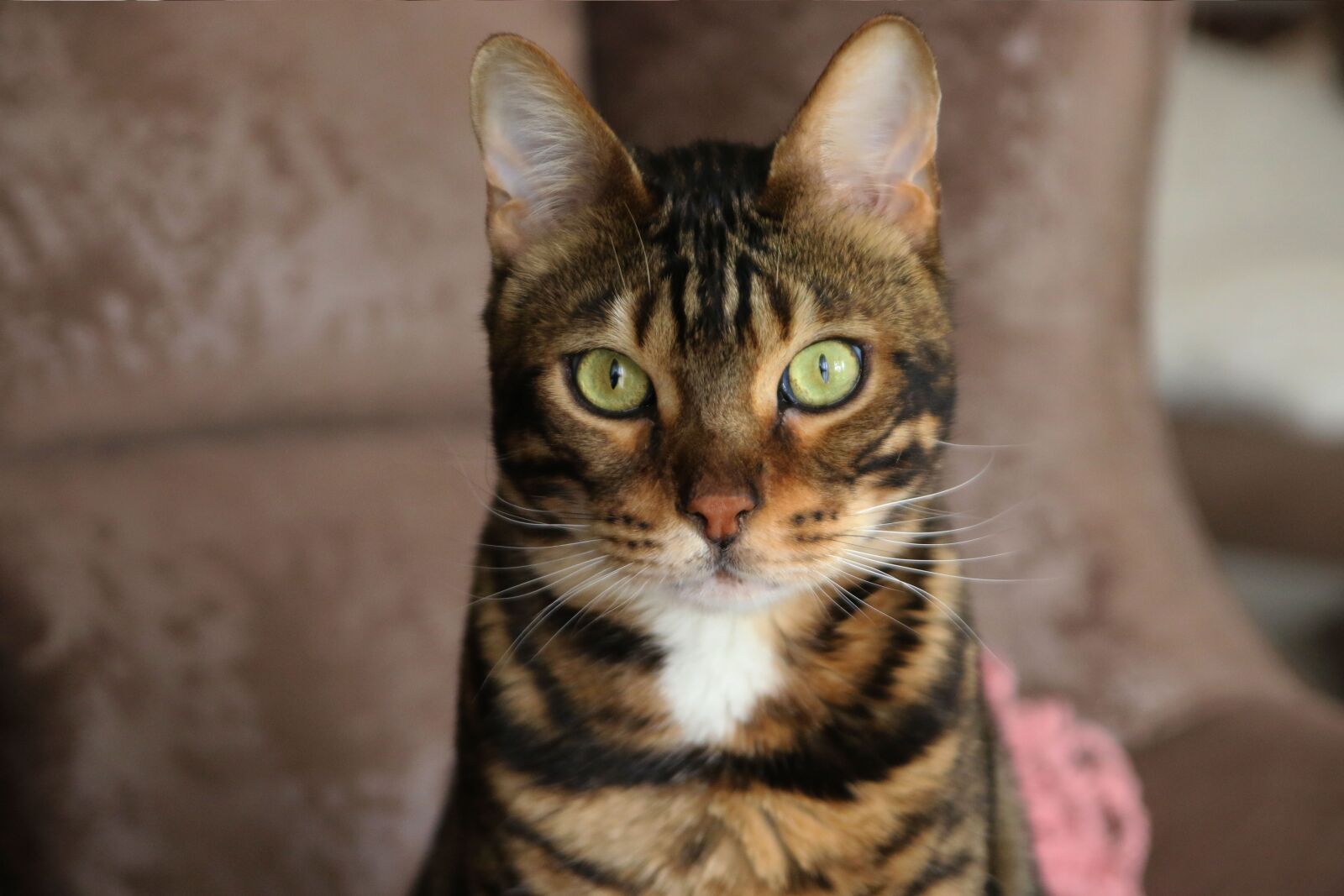 Canon EOS 70D sample photo. Bengal cat, wild cat photography