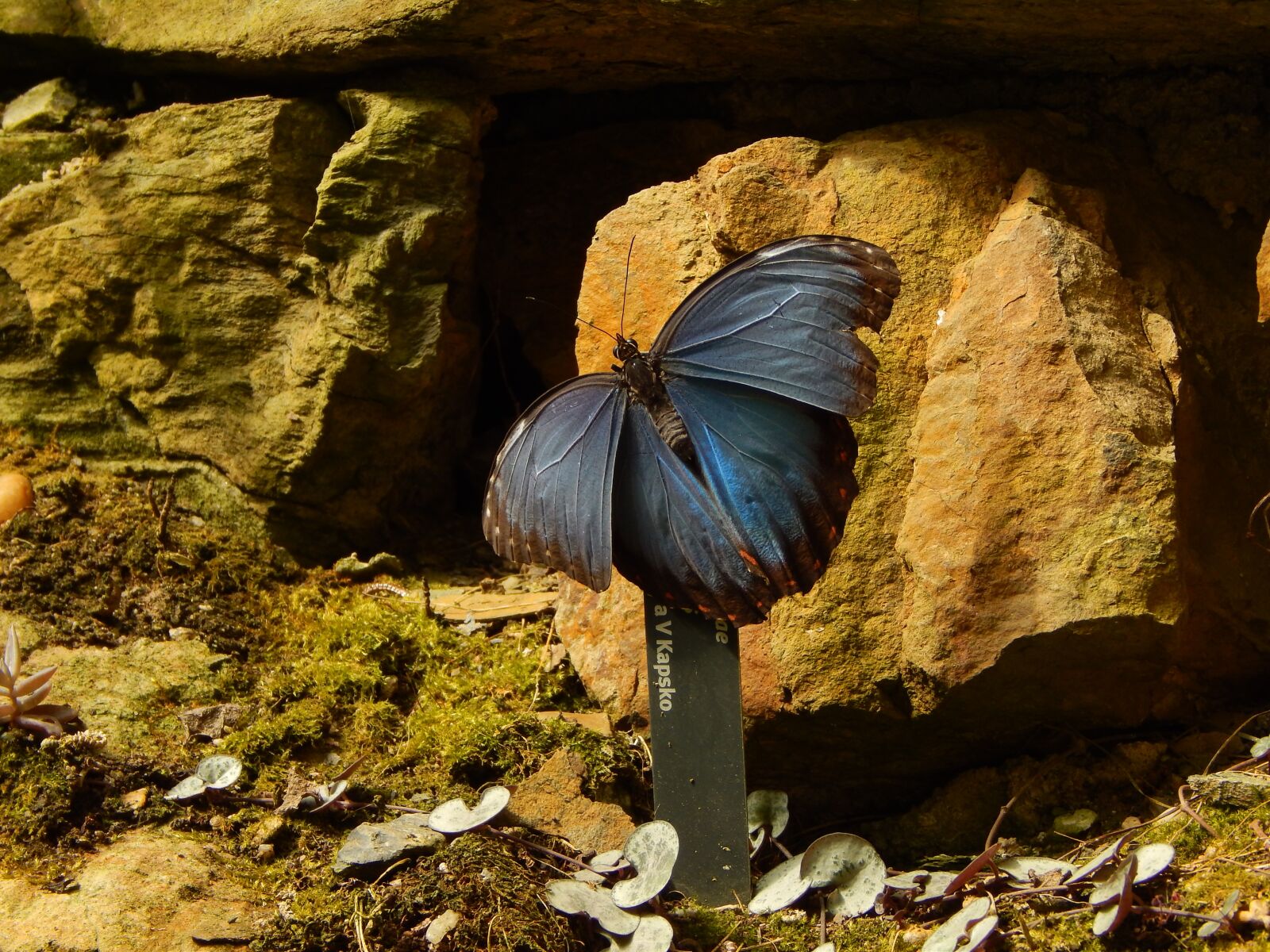 Nikon Coolpix L820 sample photo. Butterfly, nature photography