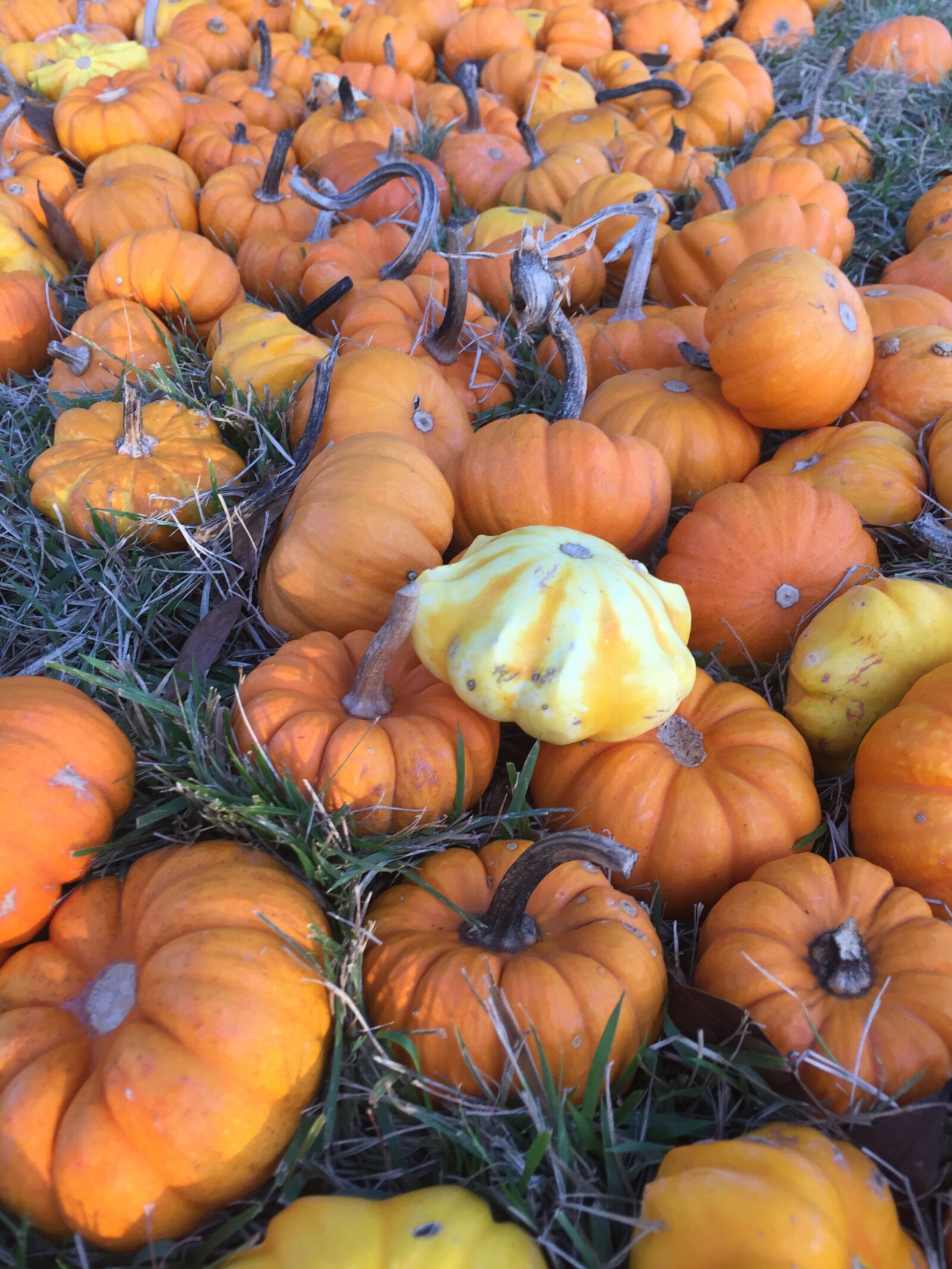 iPhone 6 back camera 4.15mm f/2.2 sample photo. Fall, october, pumpkins photography