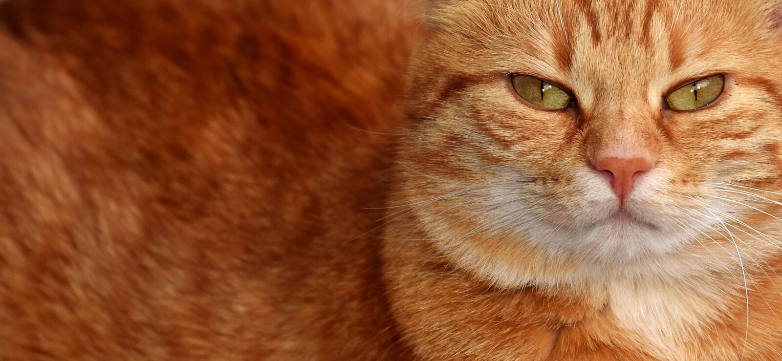 Nikon D7200 sample photo. Cat, mackerel, photograph photography