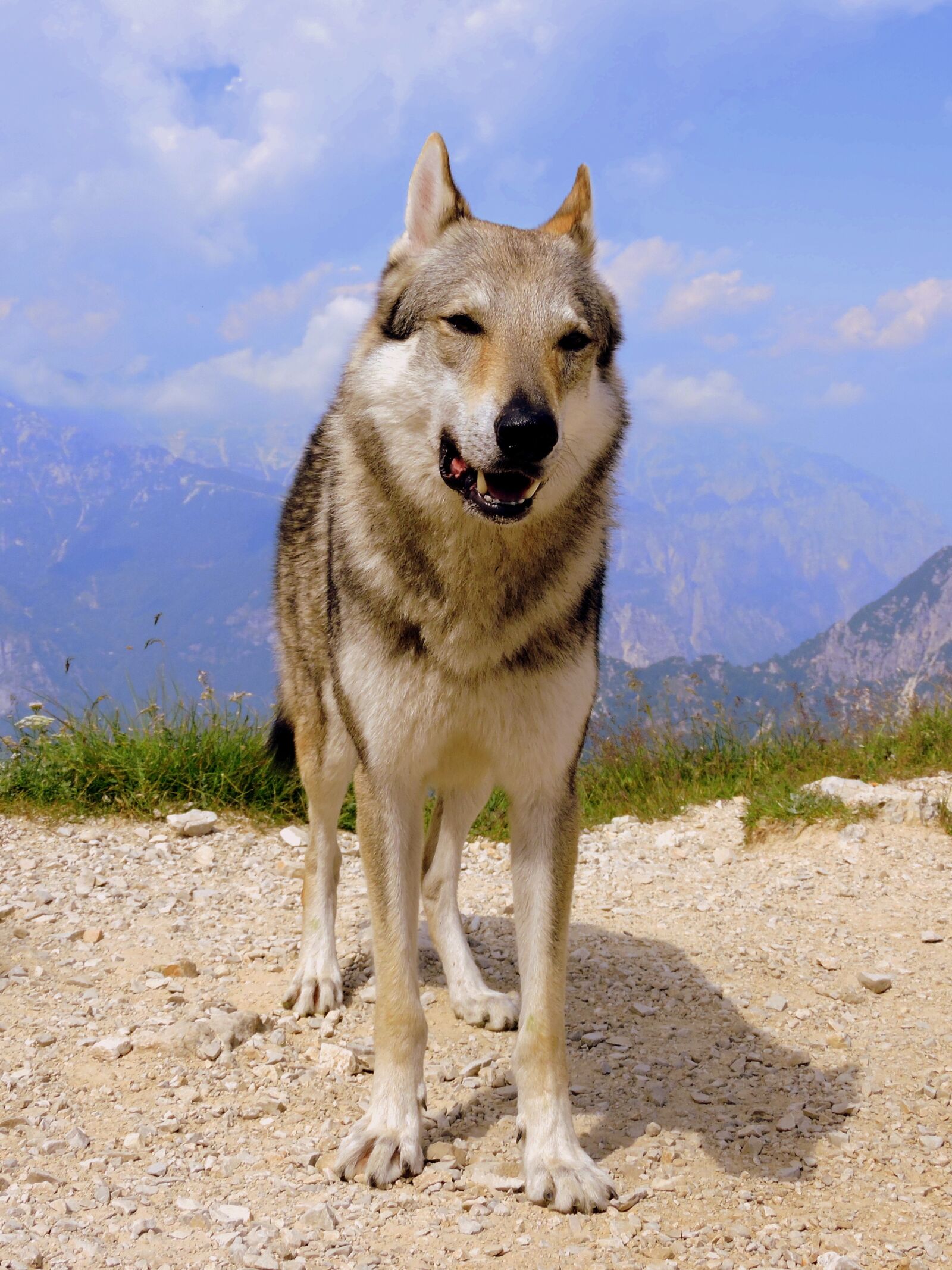 Nikon Coolpix P600 sample photo. Dog, mountain, wolf photography
