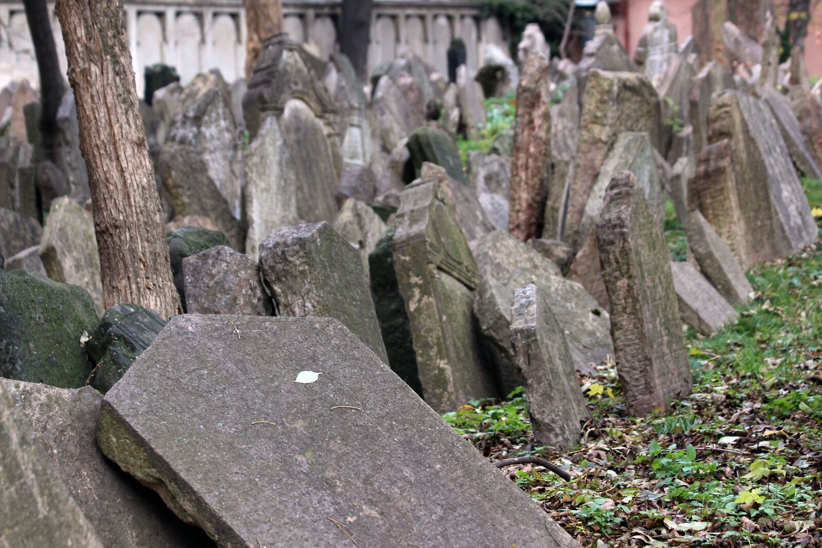 Canon EOS 700D (EOS Rebel T5i / EOS Kiss X7i) + Canon EF 70-300mm F4-5.6 IS USM sample photo. Prague, jewish cemetery, hebrew photography