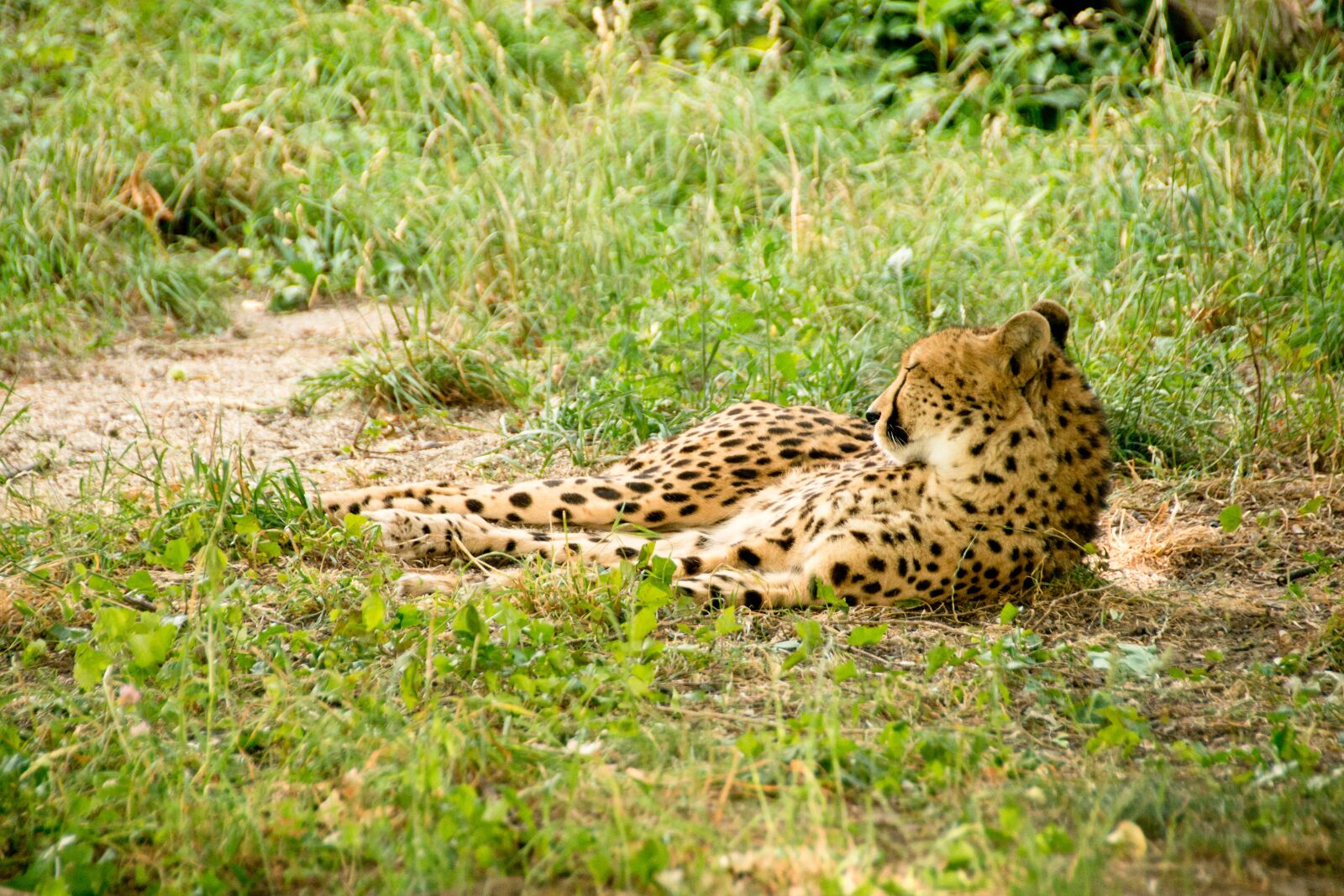 Nikon D800E sample photo. Africa, kenya, safari photography