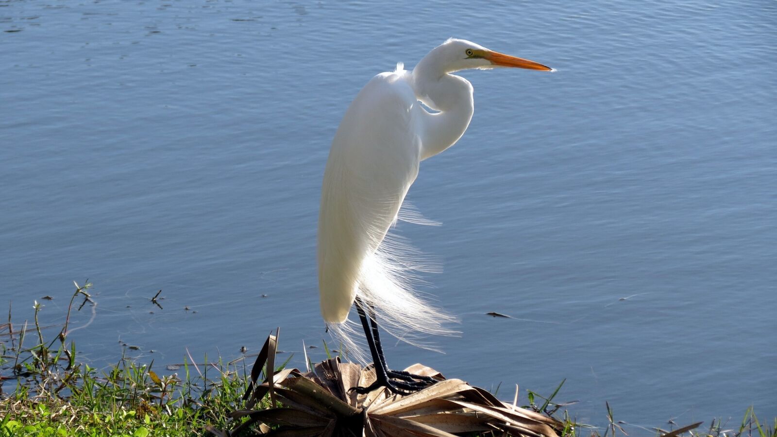 Canon PowerShot SX40 HS sample photo. Great egret, bird, wildlife photography