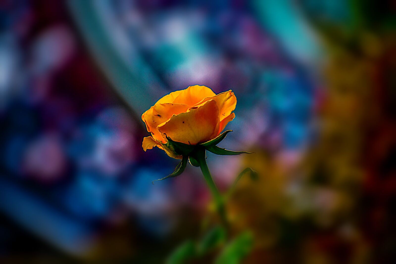 Nikon D3400 sample photo. Rosa, flower, bella photography