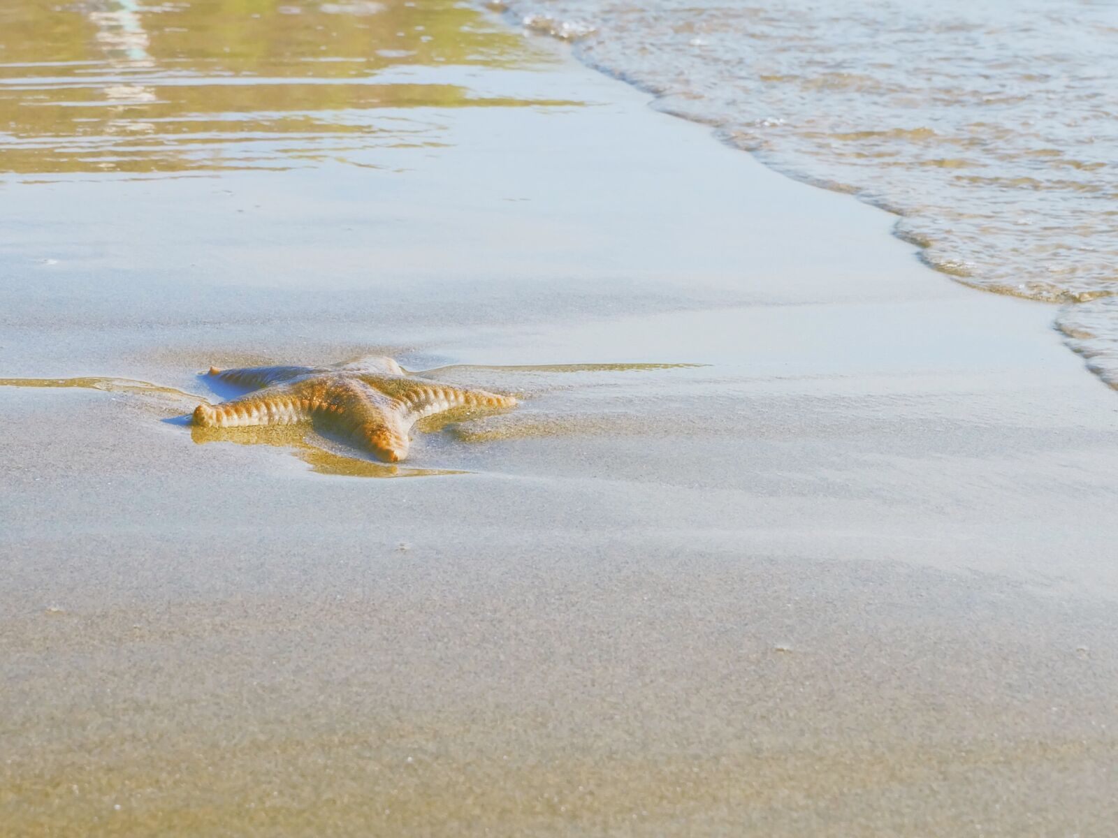 Fujifilm X-A1 sample photo. Coast, starfish, vietnam photography
