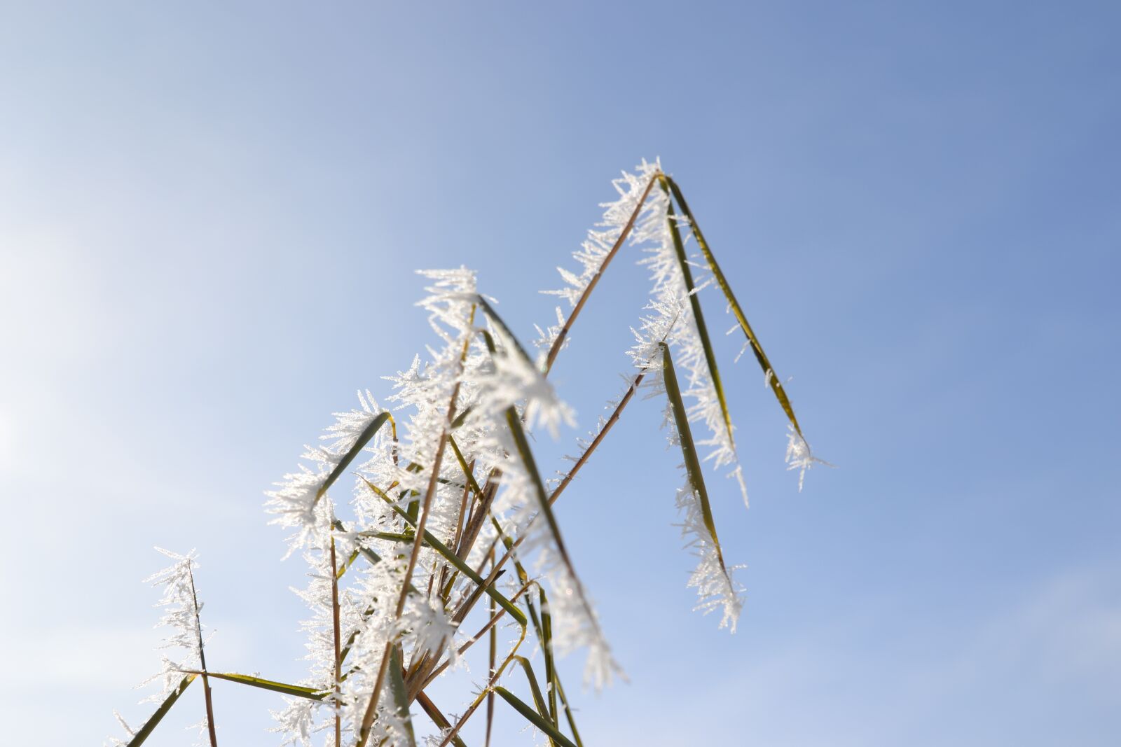Nikon D3100 sample photo. Frost, icy, winter photography