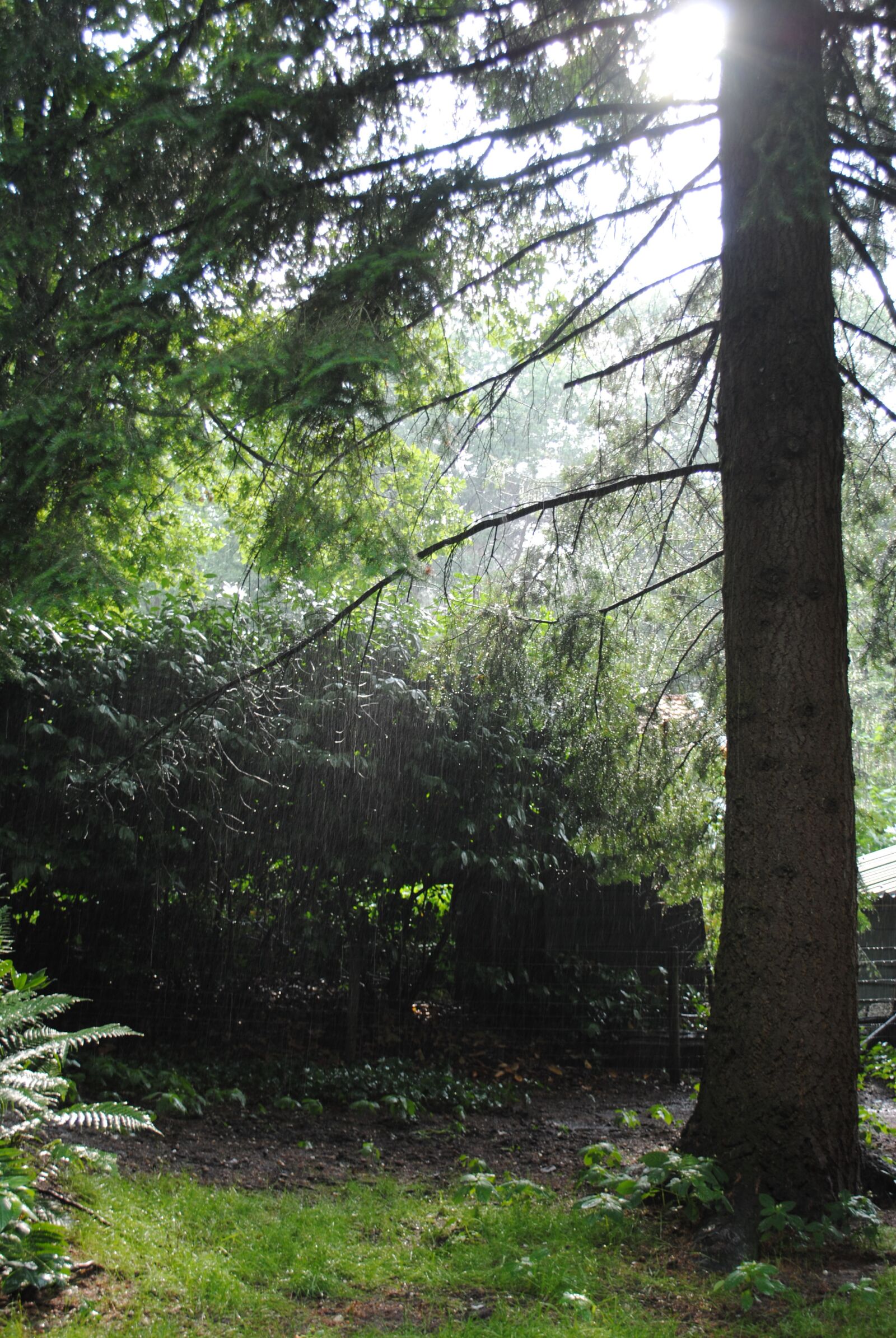 Nikon D3000 sample photo. Day, wakes up, like photography
