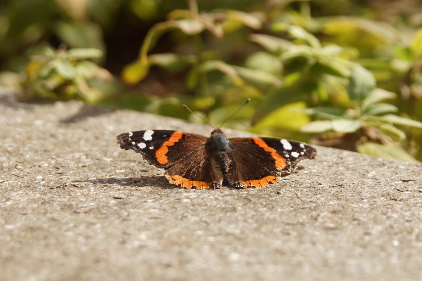 Sony SLT-A65 (SLT-A65V) sample photo. Animals, butterfly, nature photography