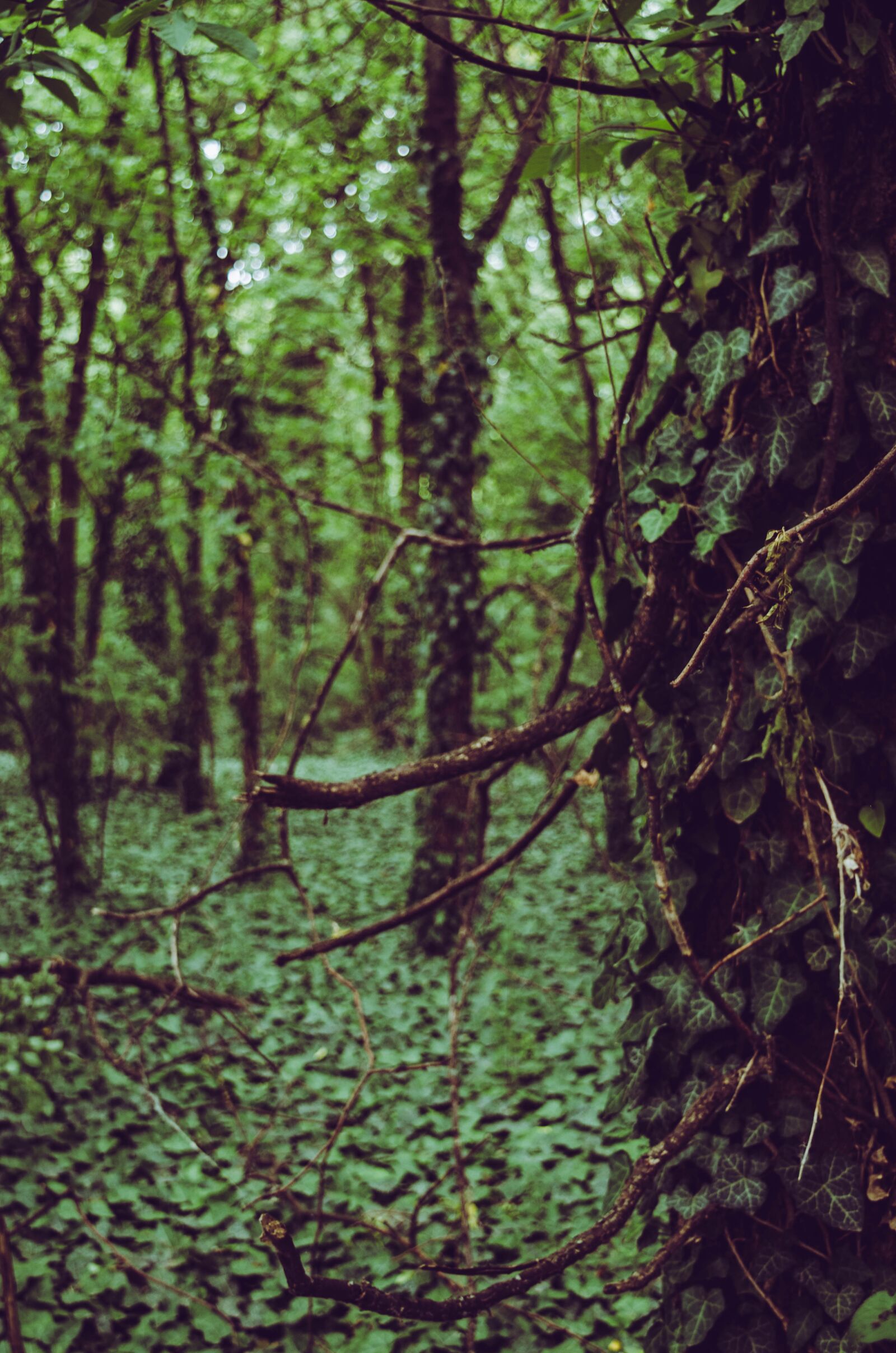 Nikon D5100 sample photo. Forest, walk, green photography