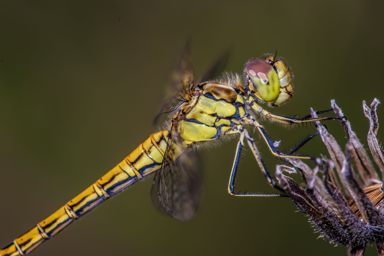 Nikon D600 sample photo. Dragonfly, flower, wing photography