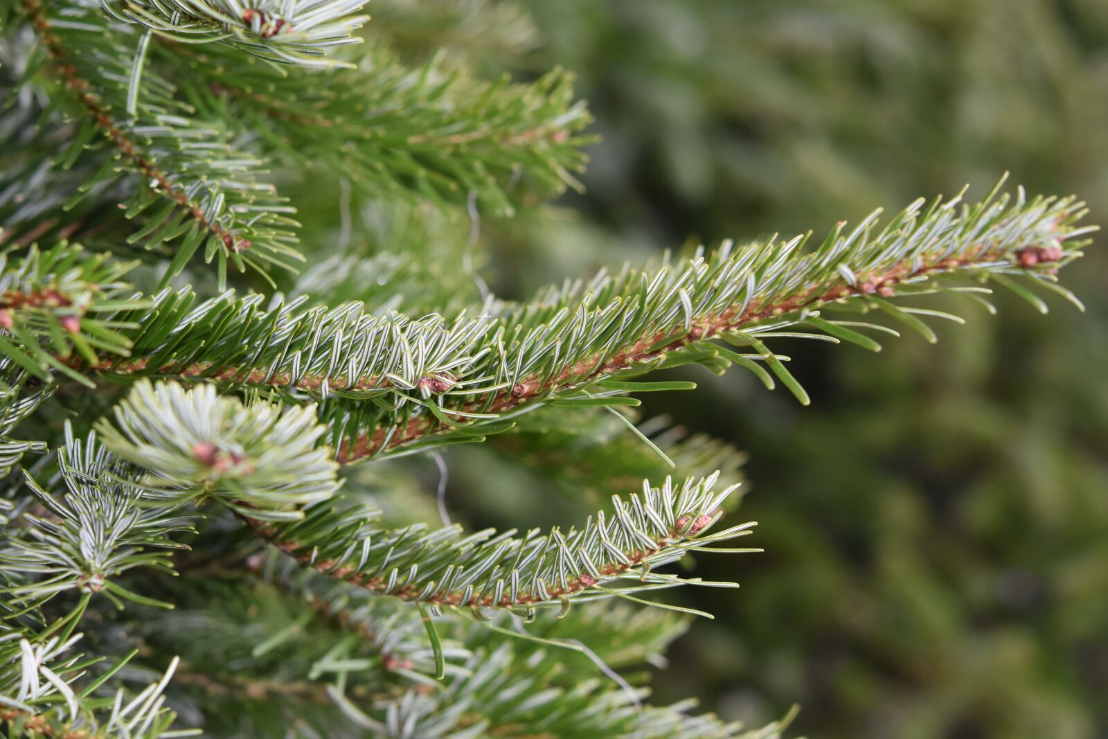 Nikon D5600 sample photo. Fir, fir branch, christmas photography