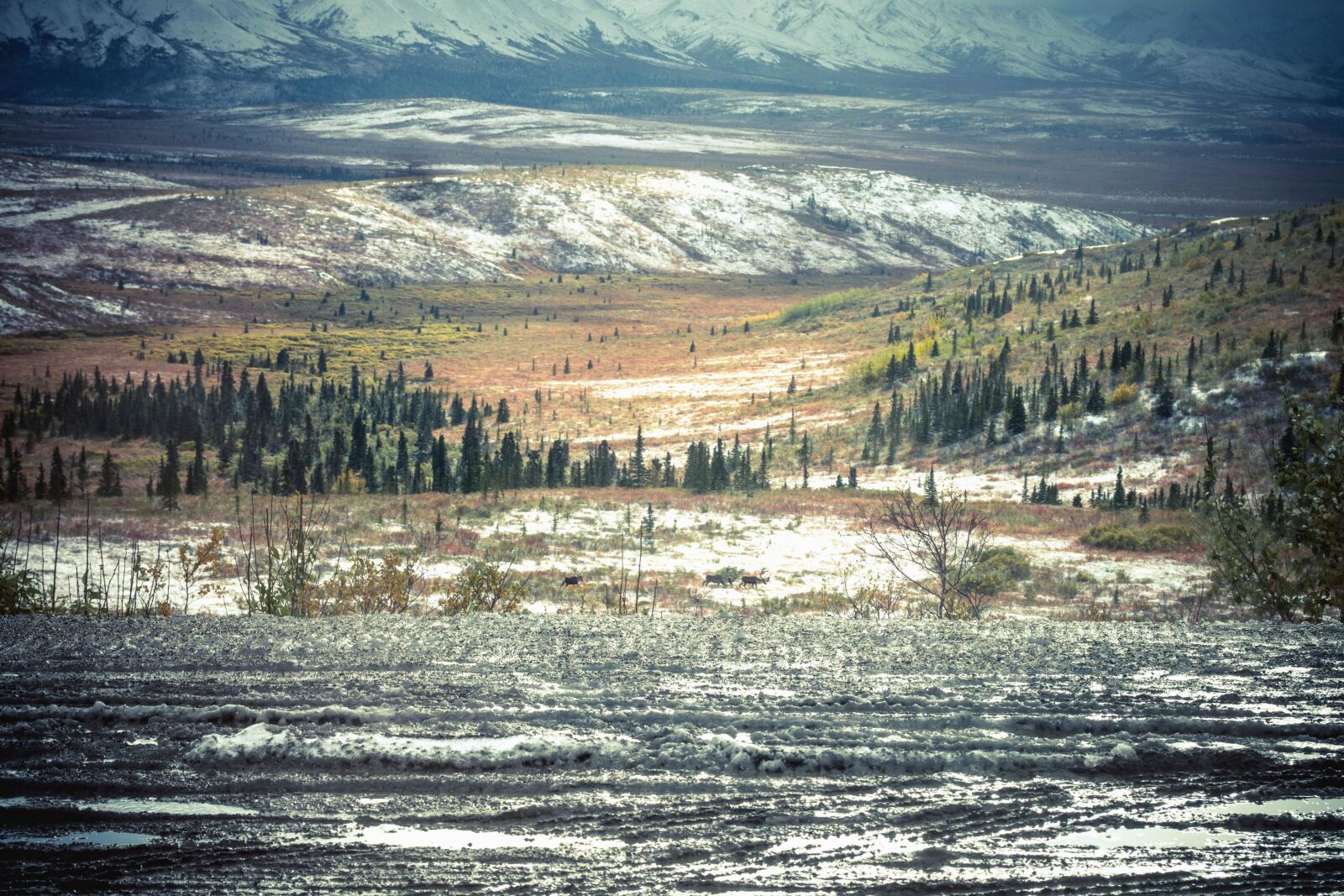 Nikon D5200 sample photo. Mountain, snow, conifer, fir photography