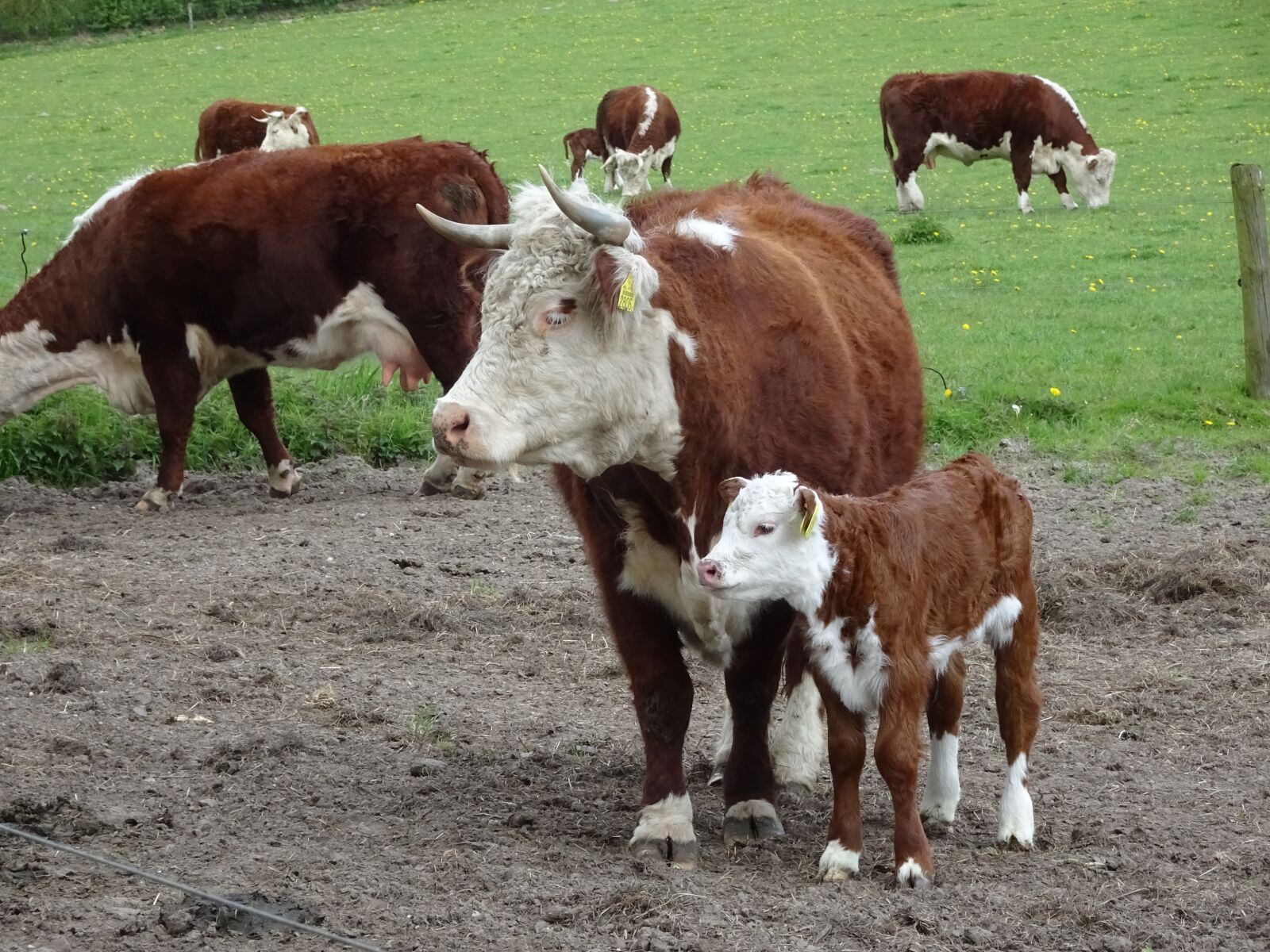 Sony Cyber-shot DSC-WX500 sample photo. Cow, foal, pasture photography