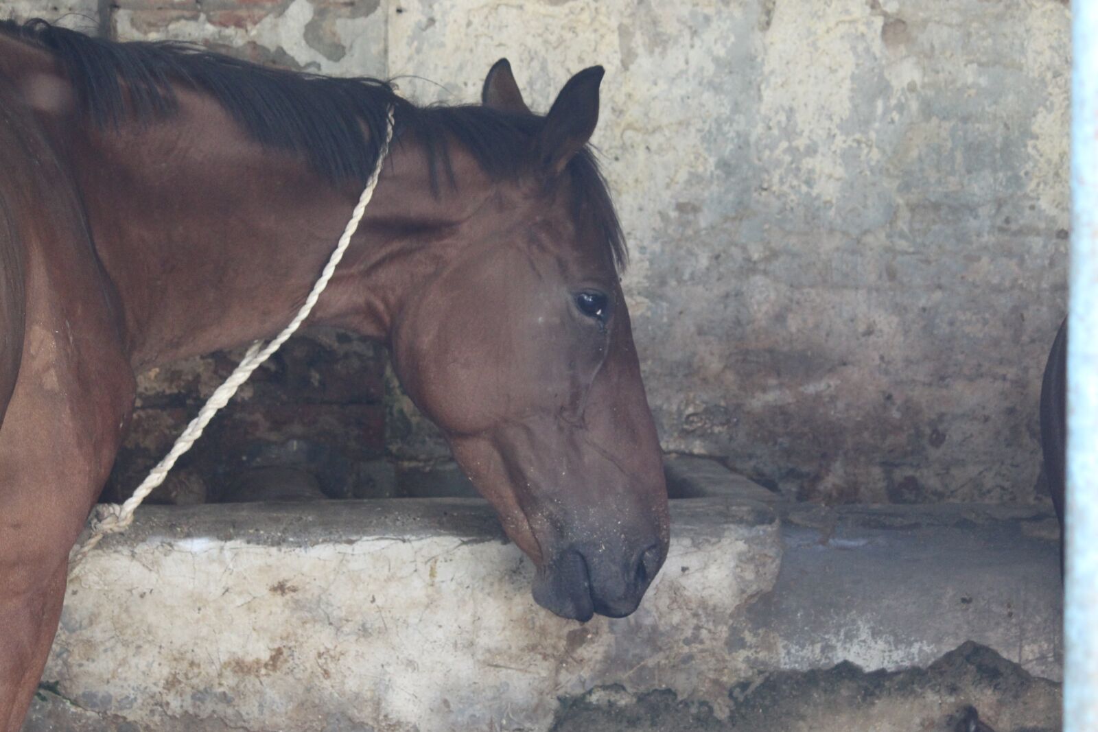 Canon EOS 700D (EOS Rebel T5i / EOS Kiss X7i) sample photo. Horse, horse, head, mother photography