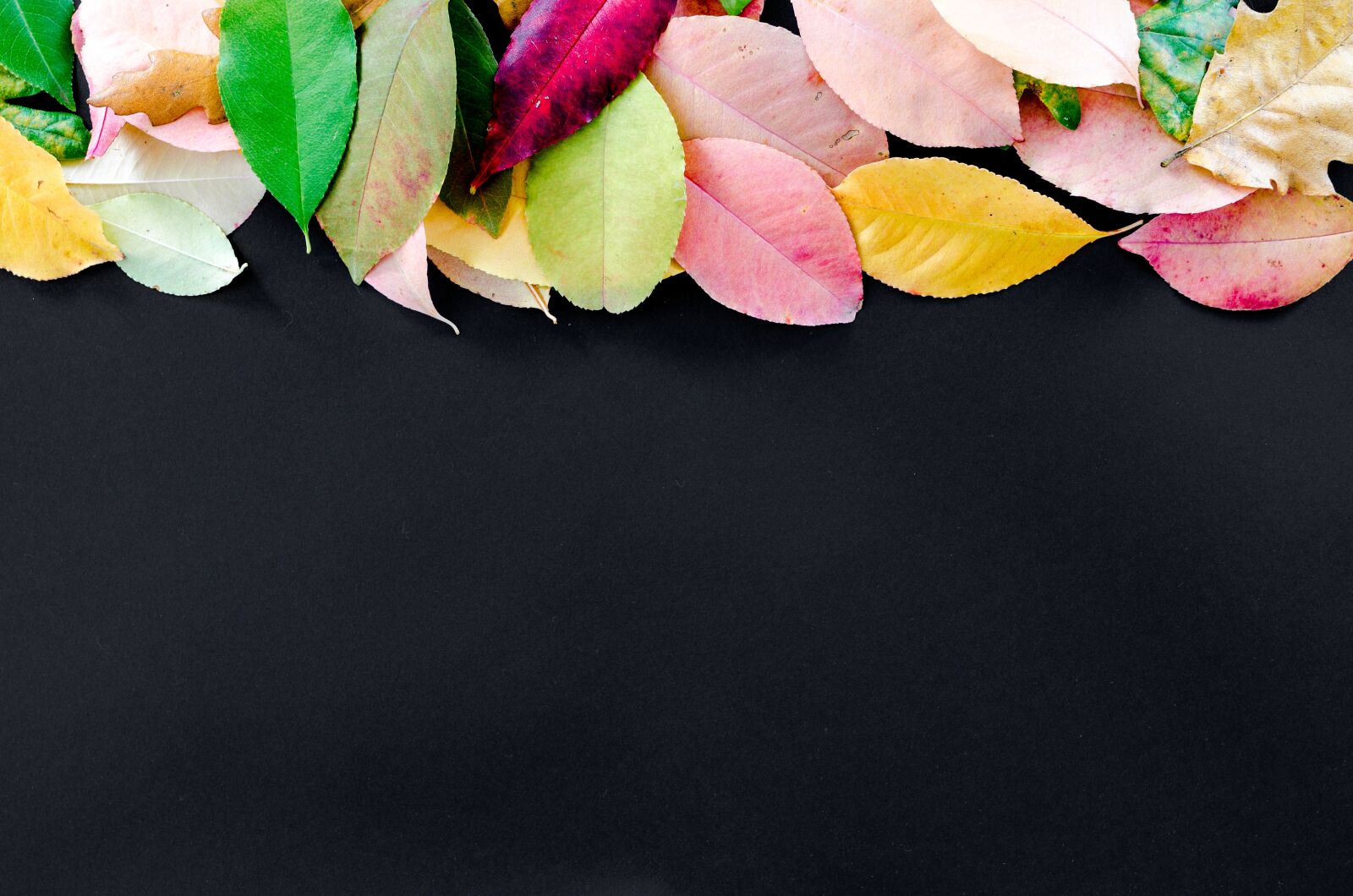 Nikon D5100 sample photo. Autumn, orange, nature photography