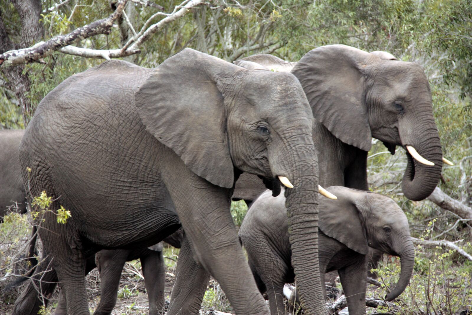 Canon EOS 450D (EOS Rebel XSi / EOS Kiss X2) sample photo. Herd of elephants, elephant photography