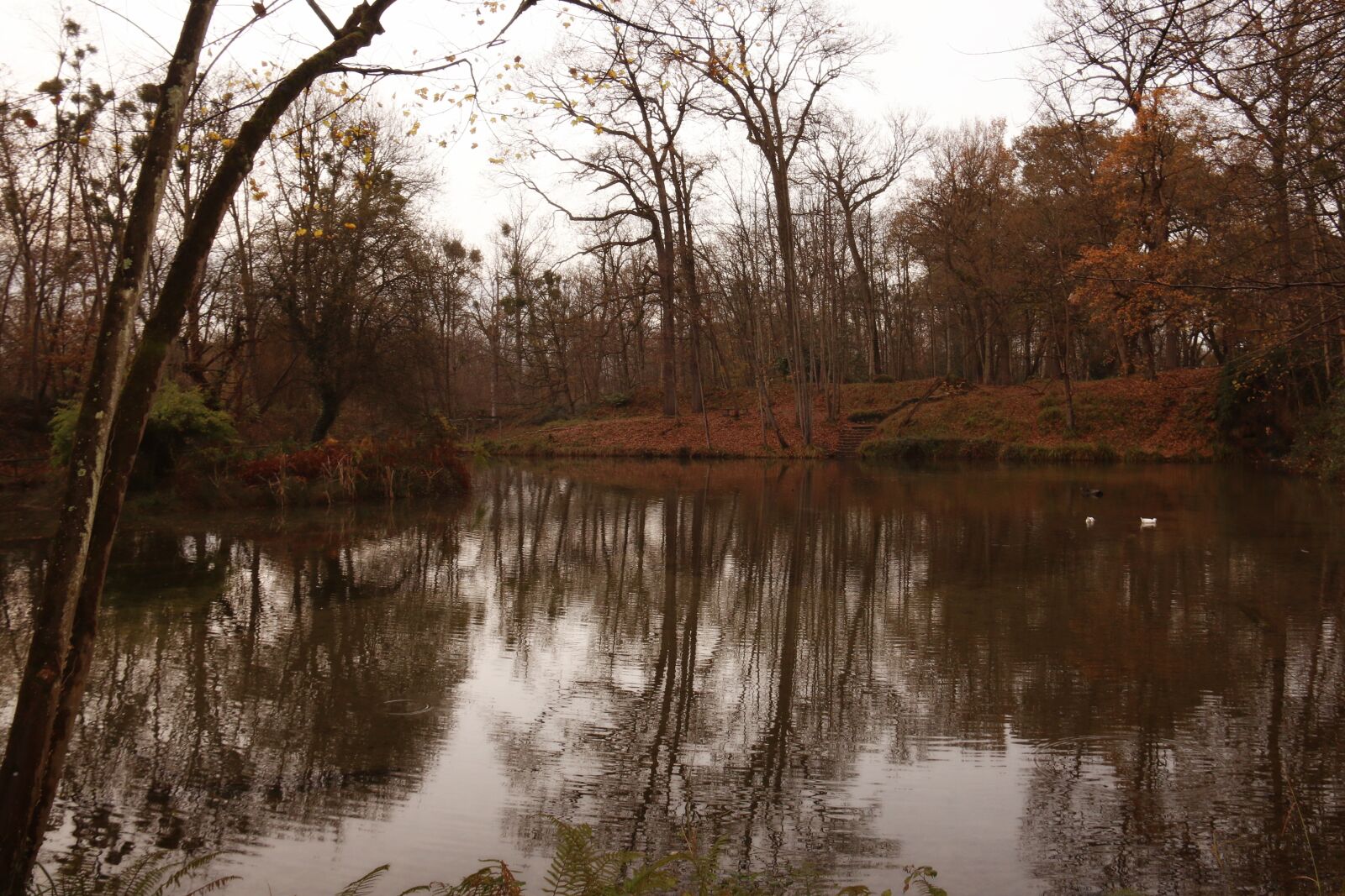 Canon EF-S 18-200mm F3.5-5.6 IS sample photo. Autumn, forest, pond photography