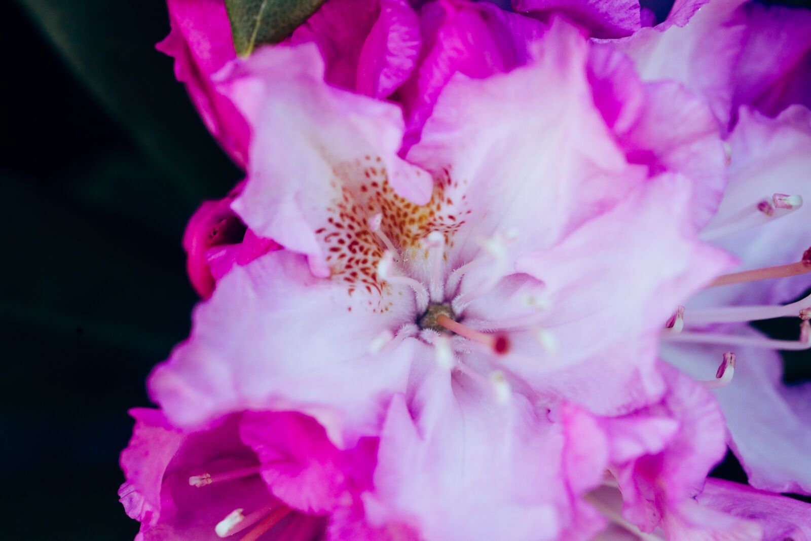 Canon EOS R sample photo. Rhododendron, flower, nature photography