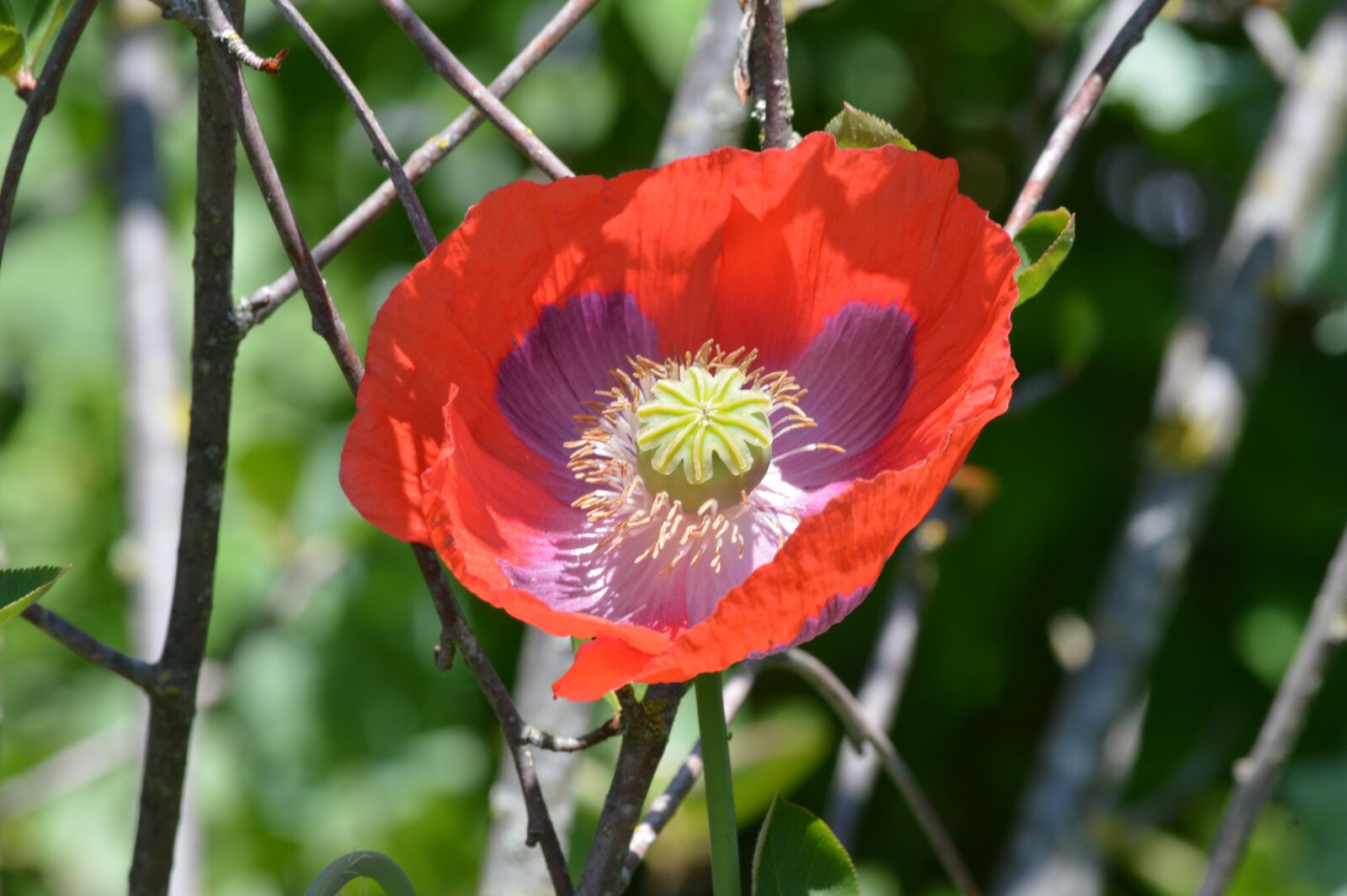 Nikon D3200 sample photo. Flower, petals, plant photography