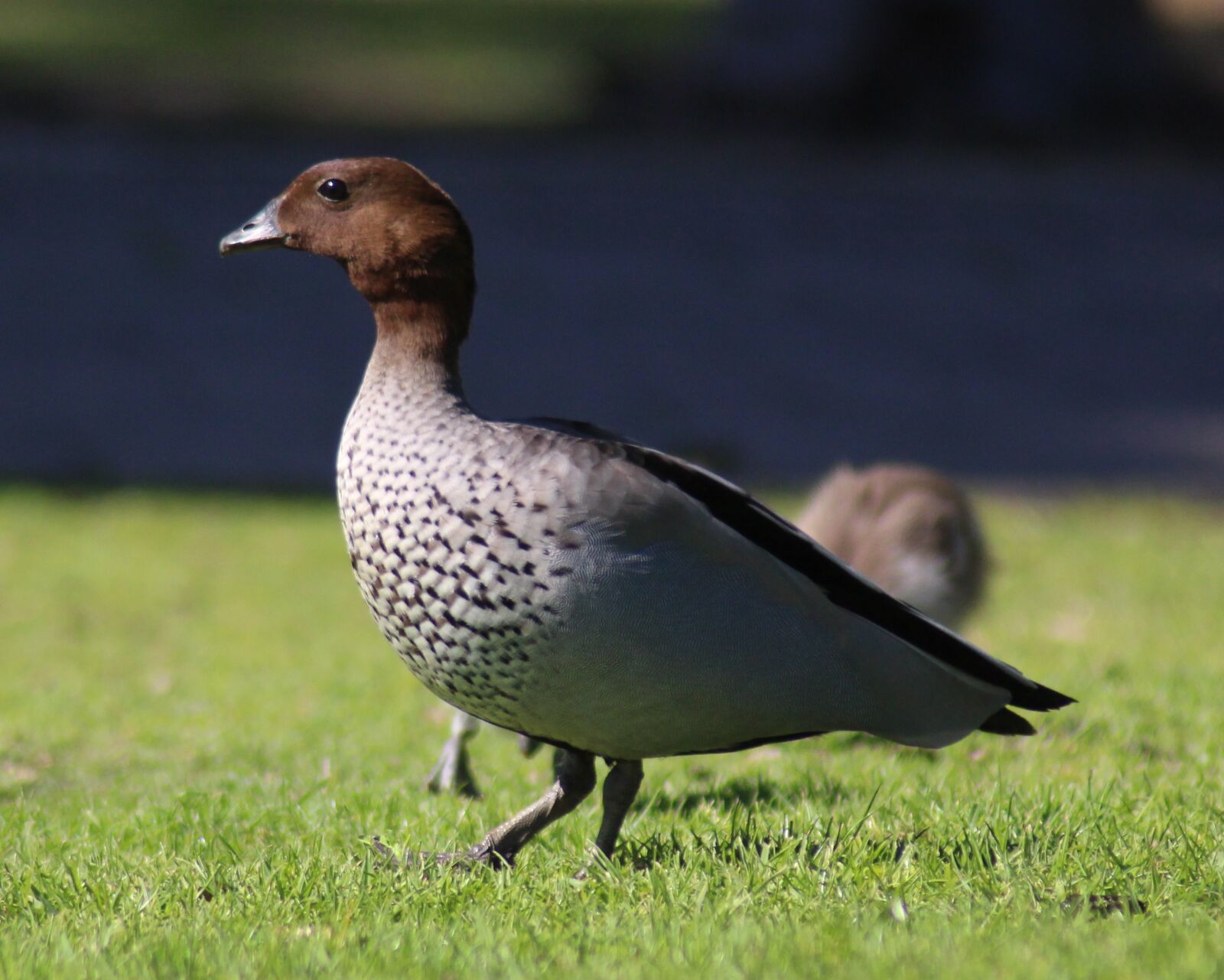 Canon EOS 700D (EOS Rebel T5i / EOS Kiss X7i) sample photo. Australian wood duck, duck photography