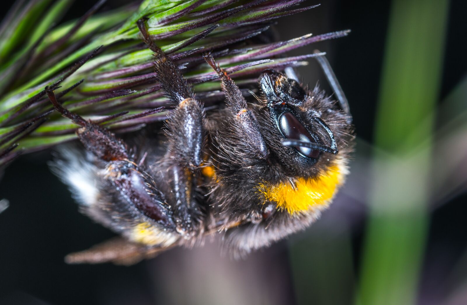 #124 65/2.8 sample photo. Insect, nature, animals photography