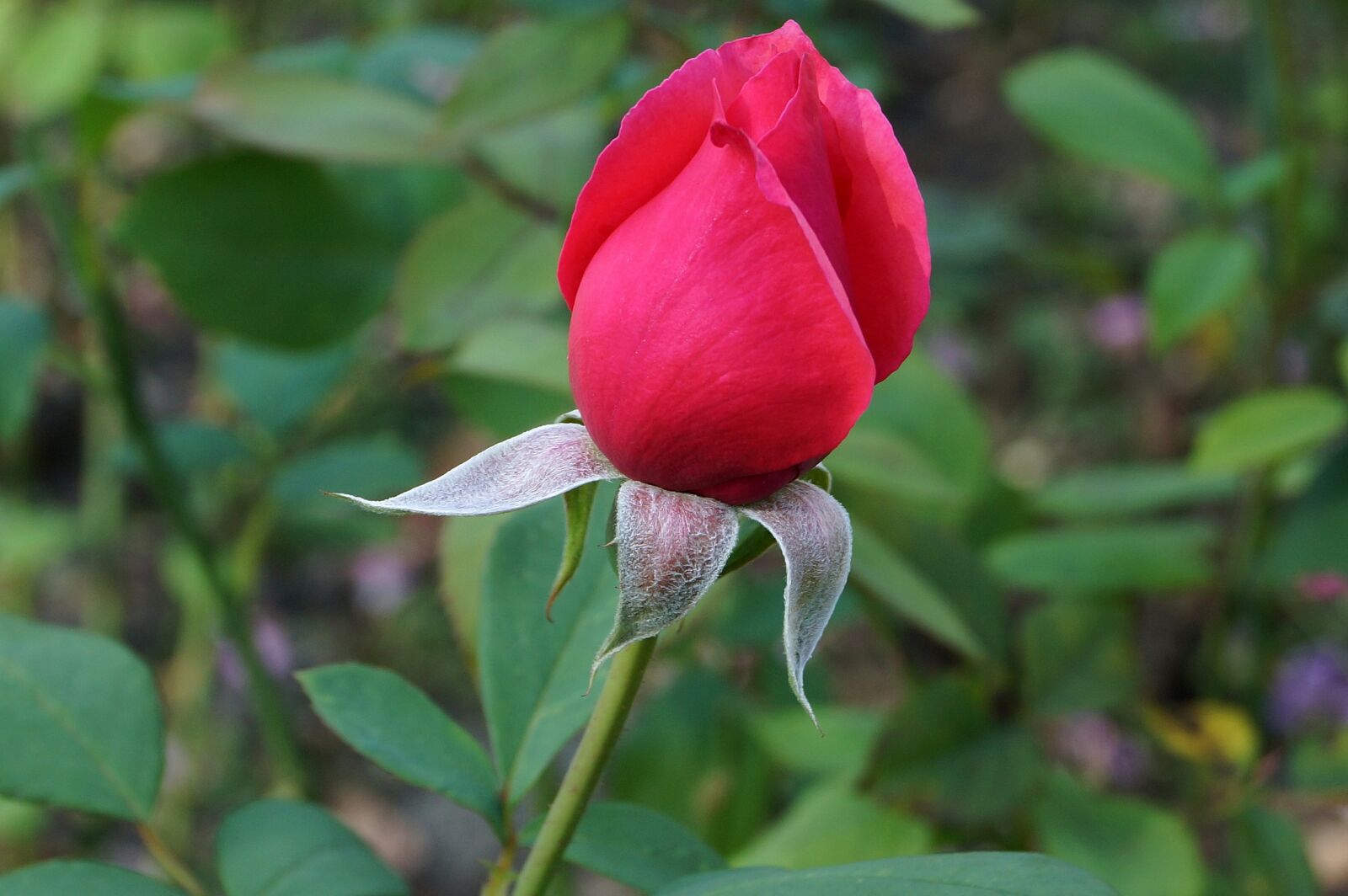 Sony SLT-A65 (SLT-A65V) sample photo. Plant, flower, nature photography