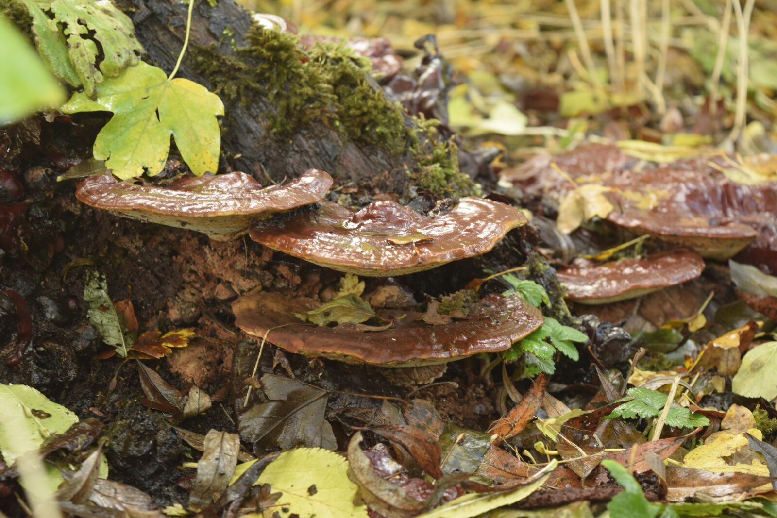 Nikon D3300 sample photo. Nature, sheet, fungi photography