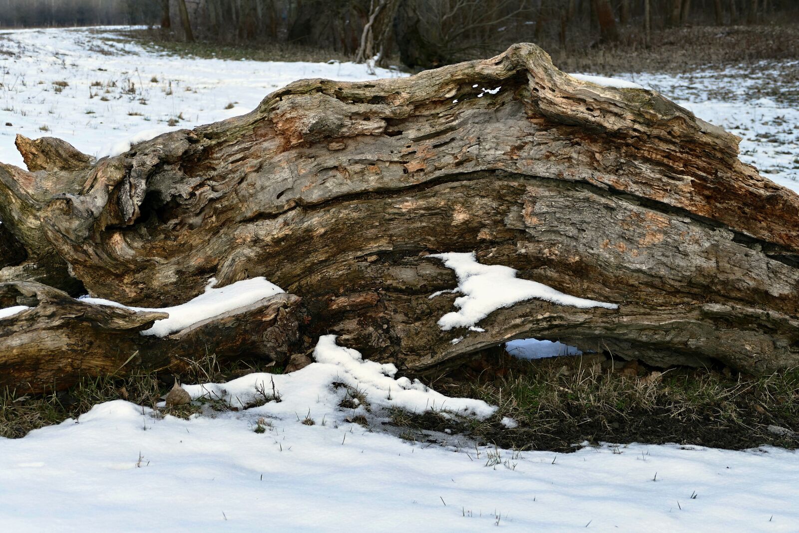 Panasonic Lumix DMC-FZ1000 sample photo. Old, tree, forest photography