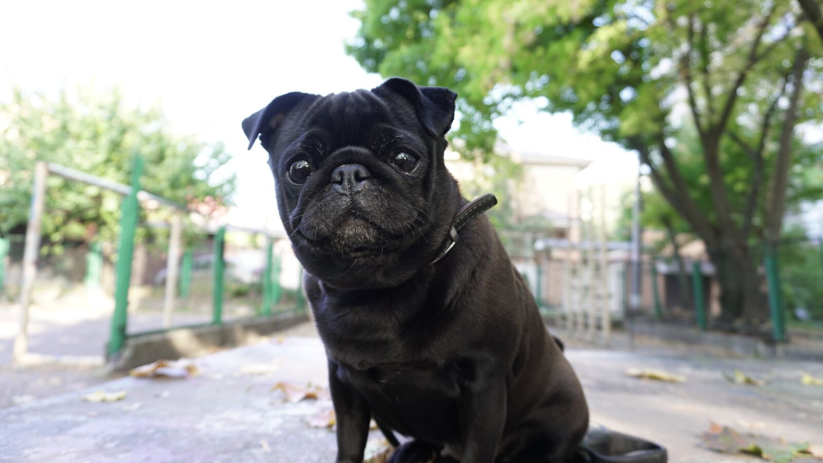 Sony a6300 sample photo. Dog, pug, cute photography