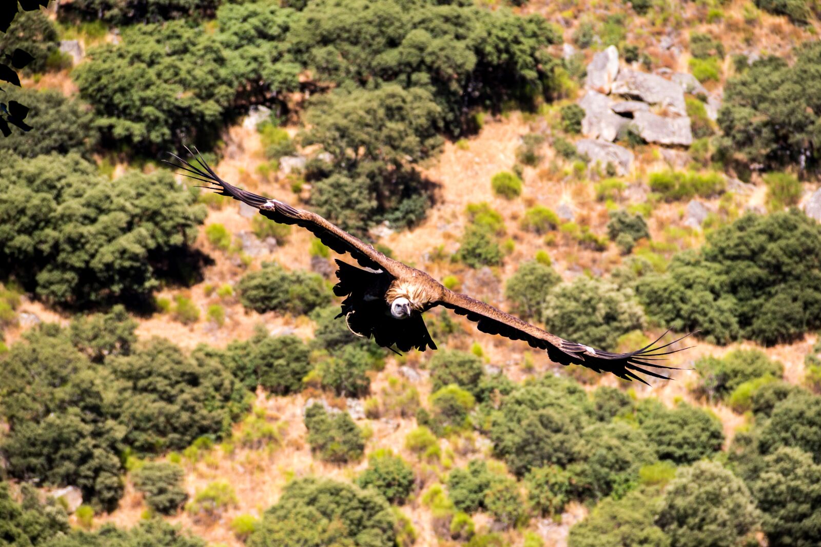 Canon EOS 60D sample photo. Vulture, nature, birds photography