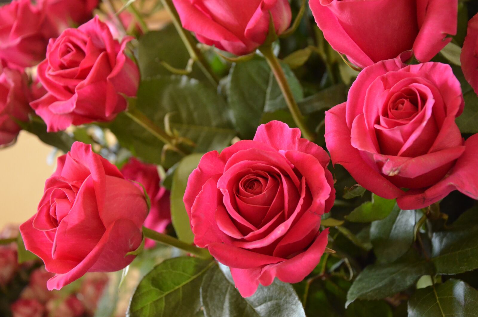 Nikon D7000 sample photo. Pink, bouquet, red photography