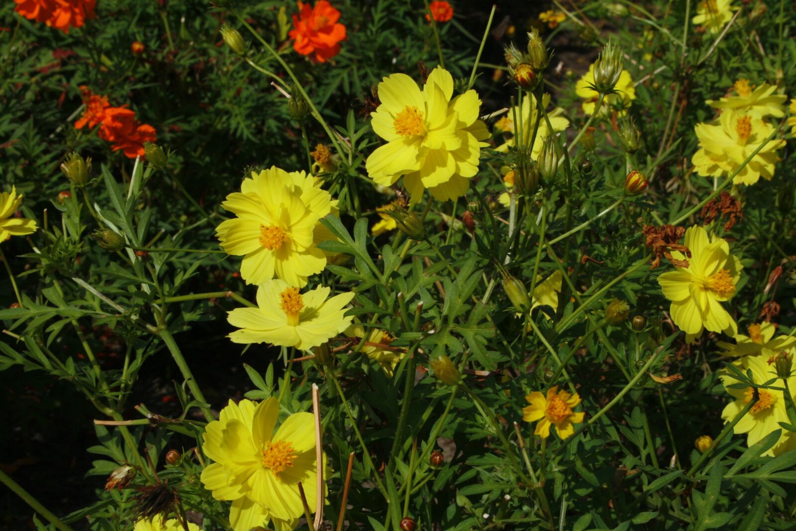 Canon EOS 400D (EOS Digital Rebel XTi / EOS Kiss Digital X) sample photo. Flowers, landscape, cosmos photography