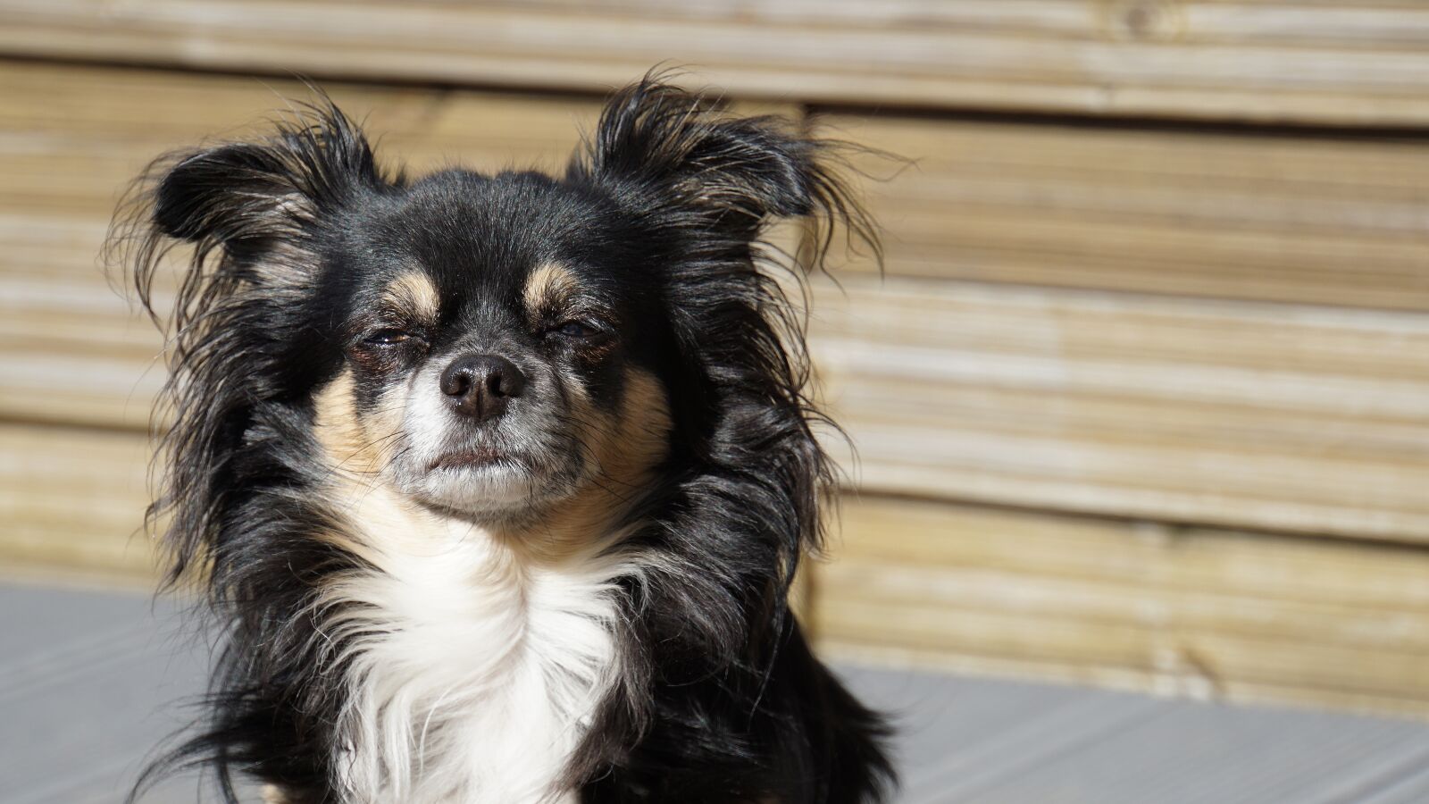 Sony E 18-200mm F3.5-6.3 OSS LE sample photo. Chihuahua, long hair chihuahua photography