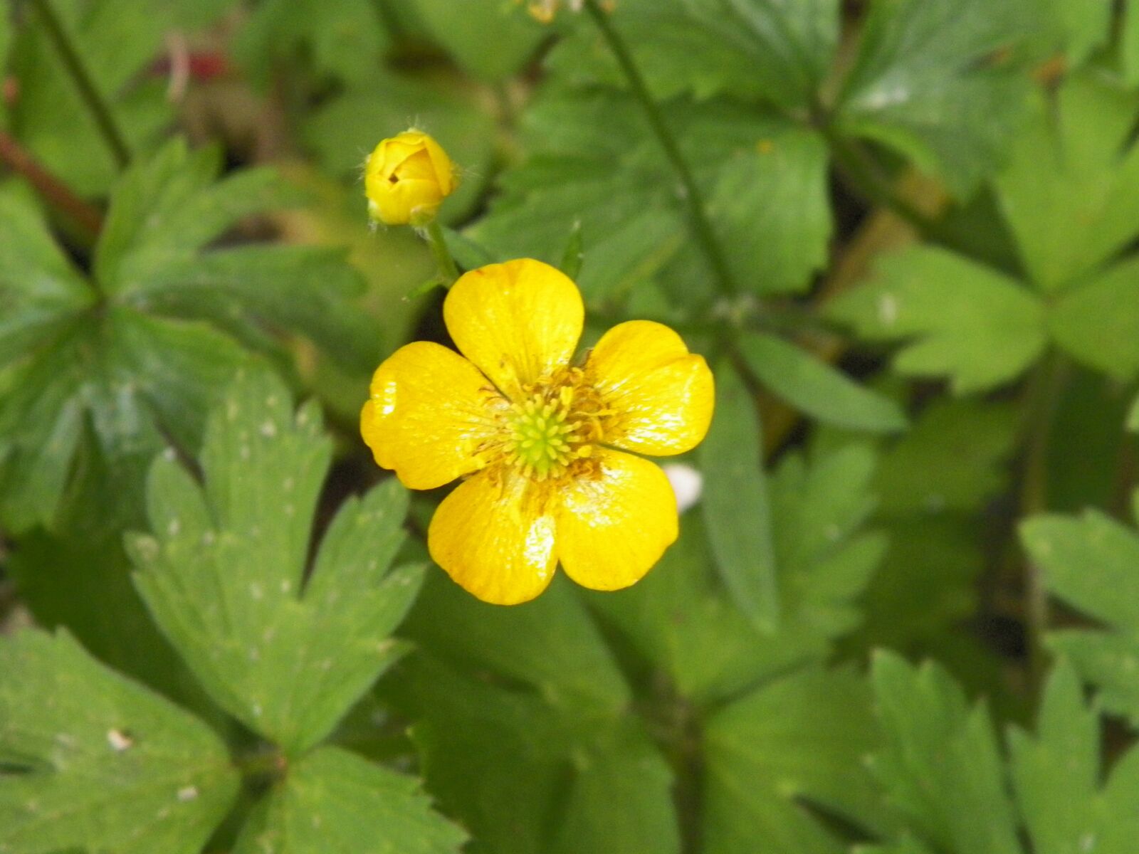 Kodak EASYSHARE Z5010 DIGITAL CAMERA sample photo. Yellow, flower, green photography