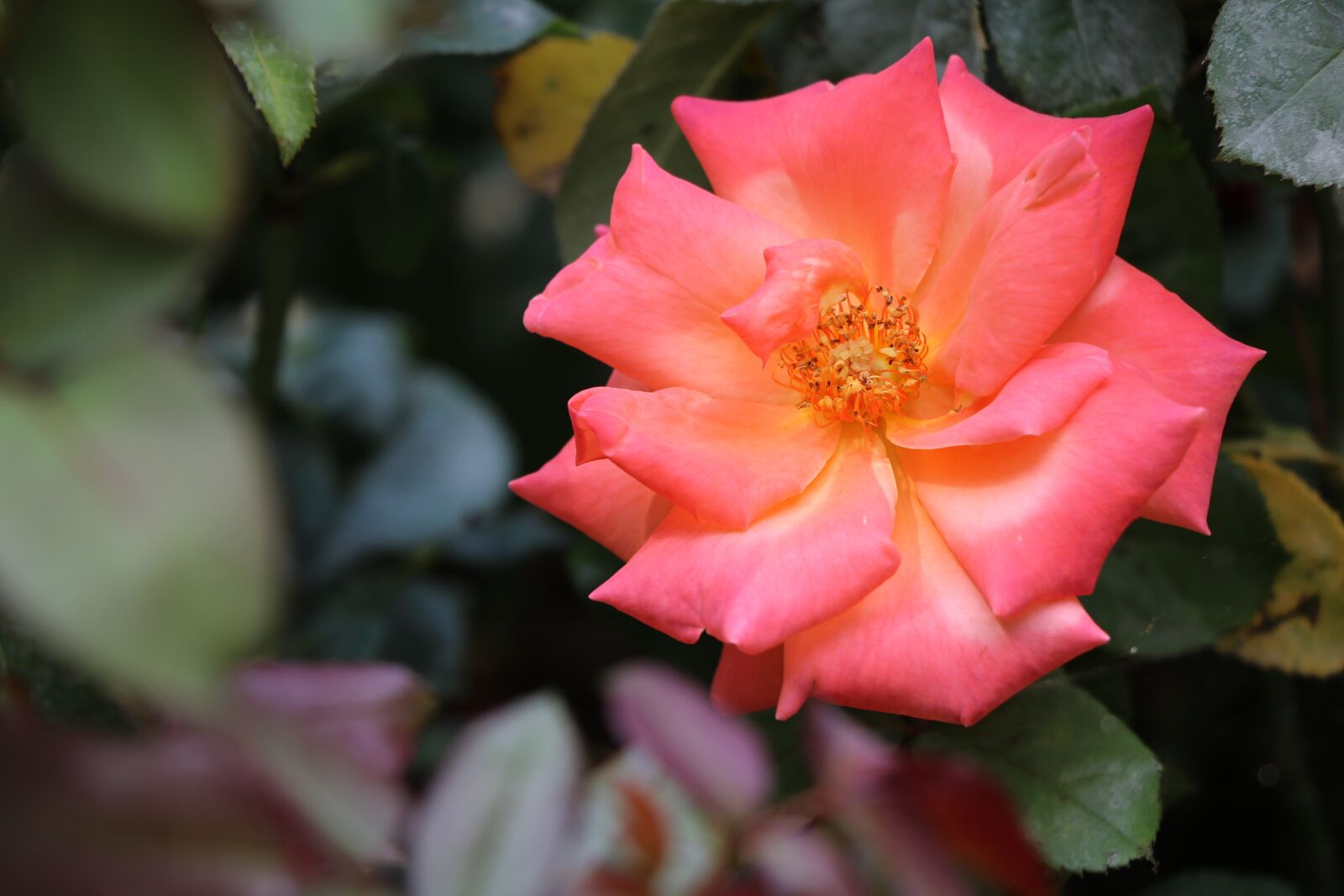 Canon EOS 750D (EOS Rebel T6i / EOS Kiss X8i) sample photo. Rose, flower, white photography
