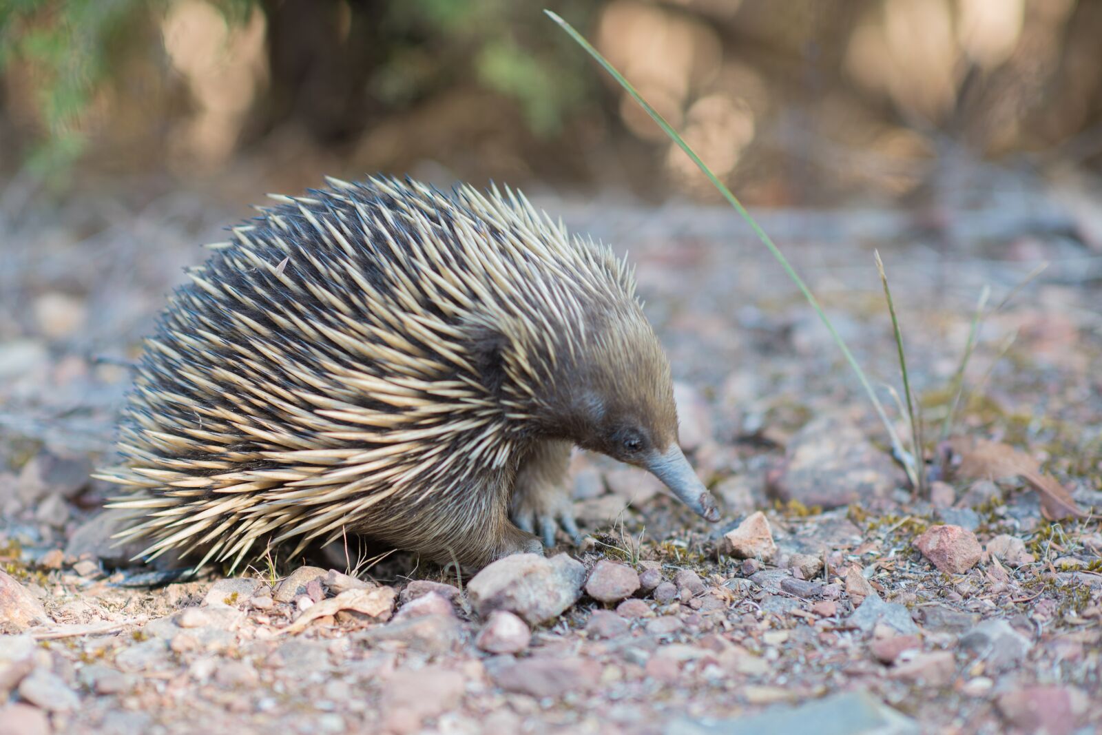 Nikon D750 sample photo. Echidna, spiny anteater, tachyglossidae photography