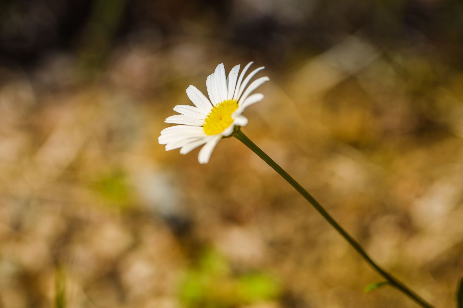 Canon EOS R + Canon EF 100mm F2.8L Macro IS USM sample photo. Daisy, flower, summer photography