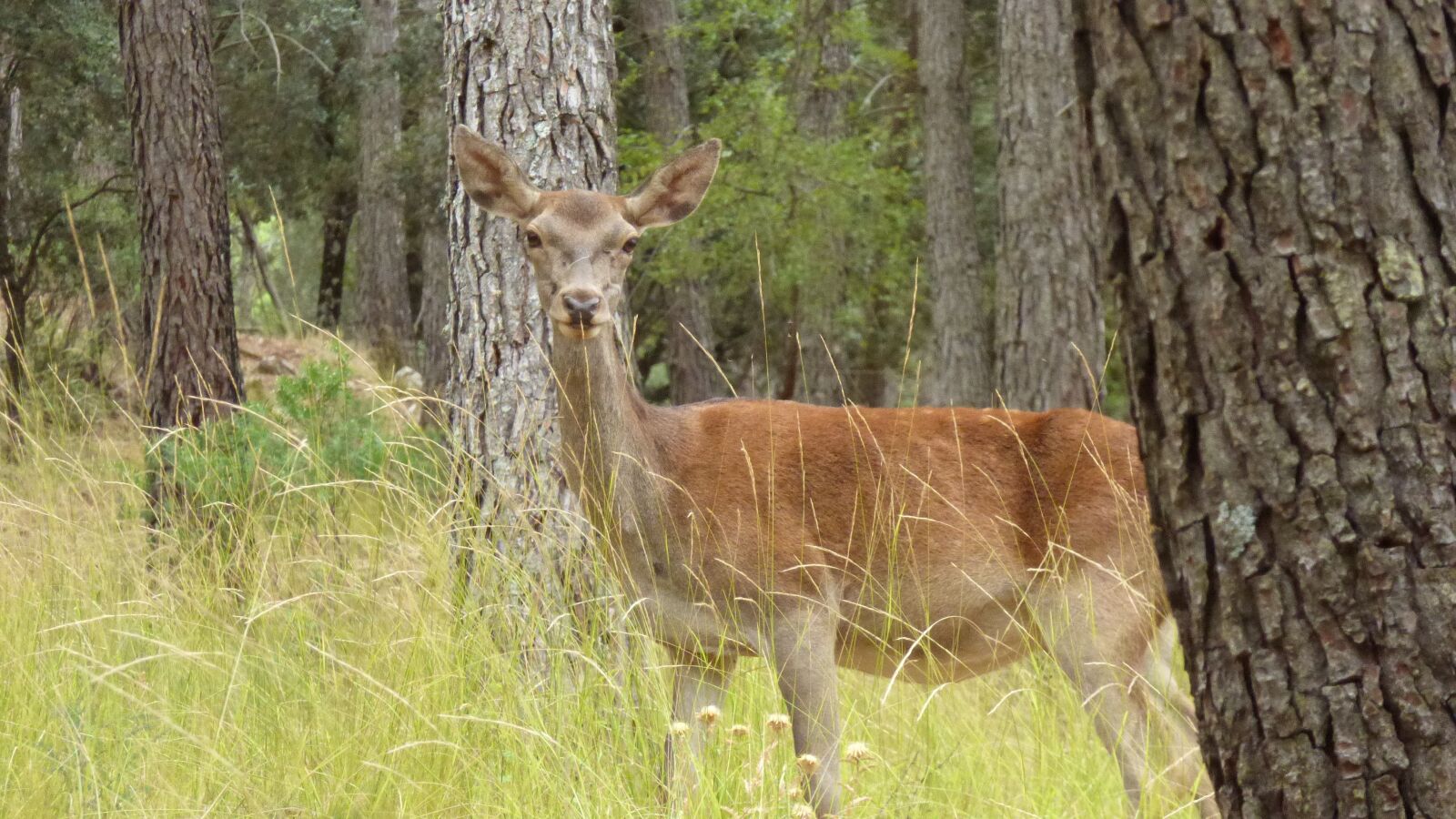 Panasonic DMC-FZ72 sample photo. Deer, forest, animal photography