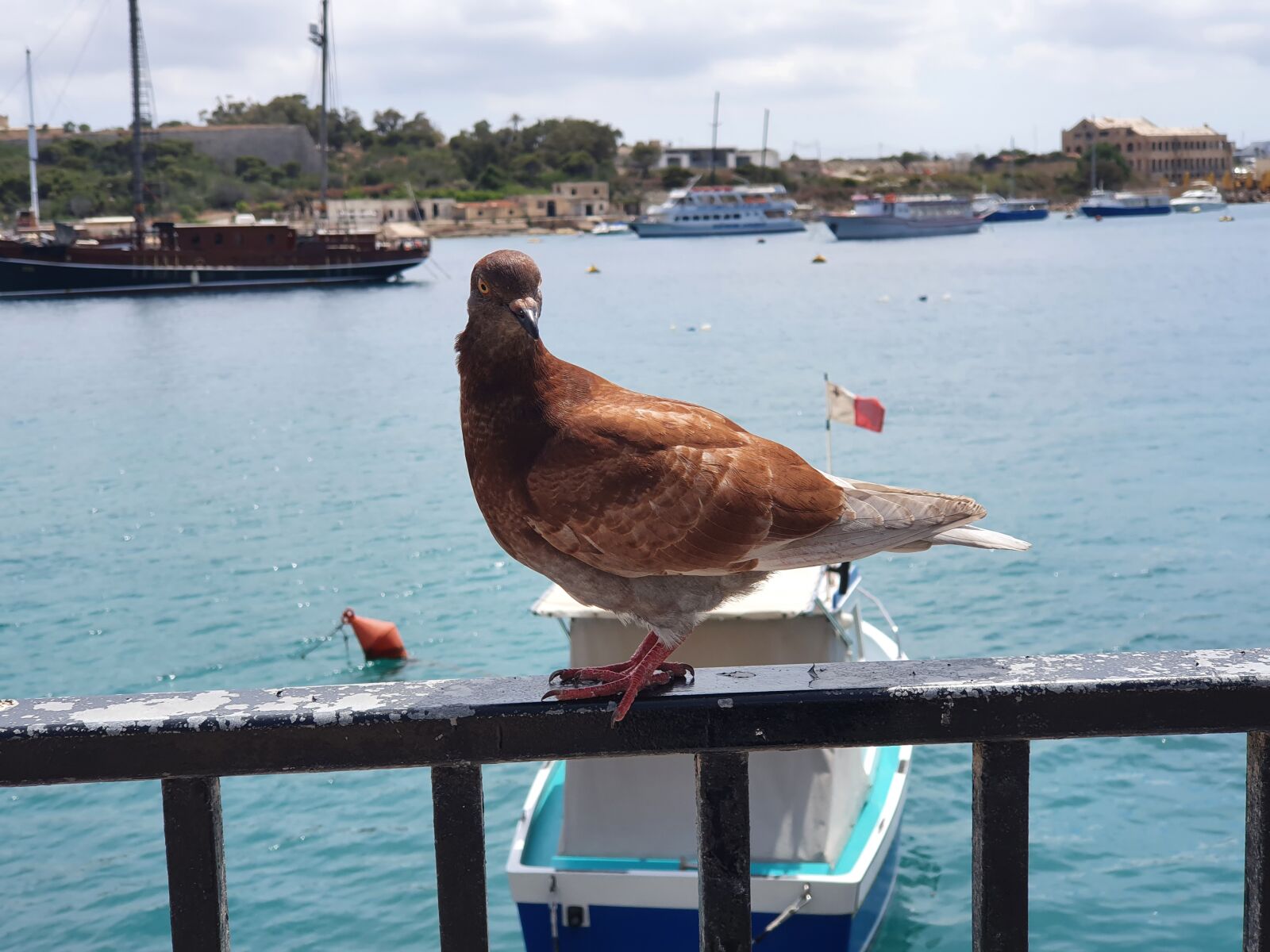 Samsung Galaxy S10+ sample photo. Sea, bird, view photography