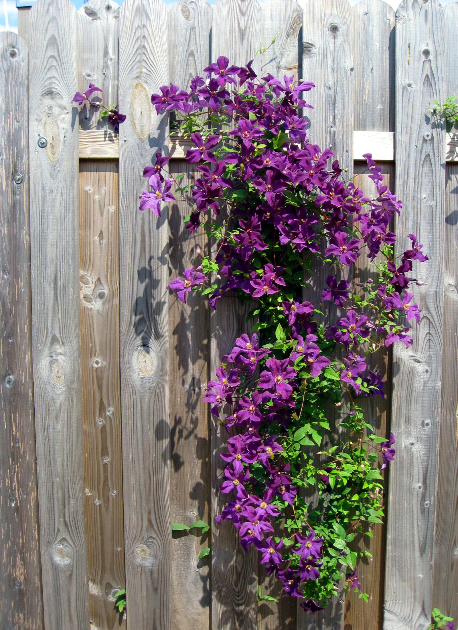 Canon DIGITAL IXUS 950 IS sample photo. Clematis, purple, flowers photography