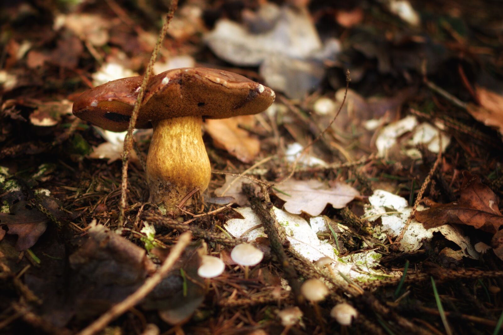 Pentax K-70 sample photo. Mushroom, forest, autumn photography