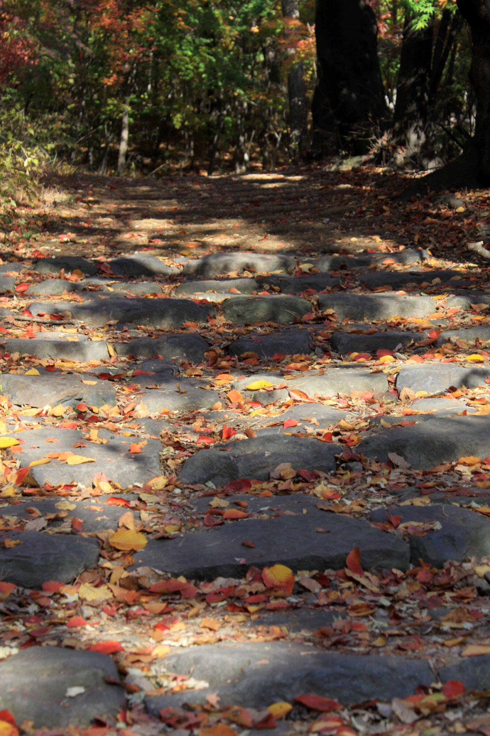 Canon EOS 50D sample photo. Hiking trails, leaves, esplanade photography