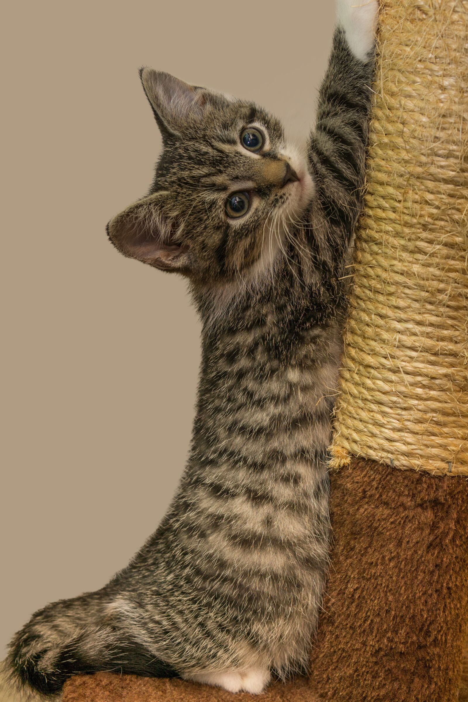 30mm F1.4 DC DN | Contemporary 016 sample photo. Cat, small, mackerel photography