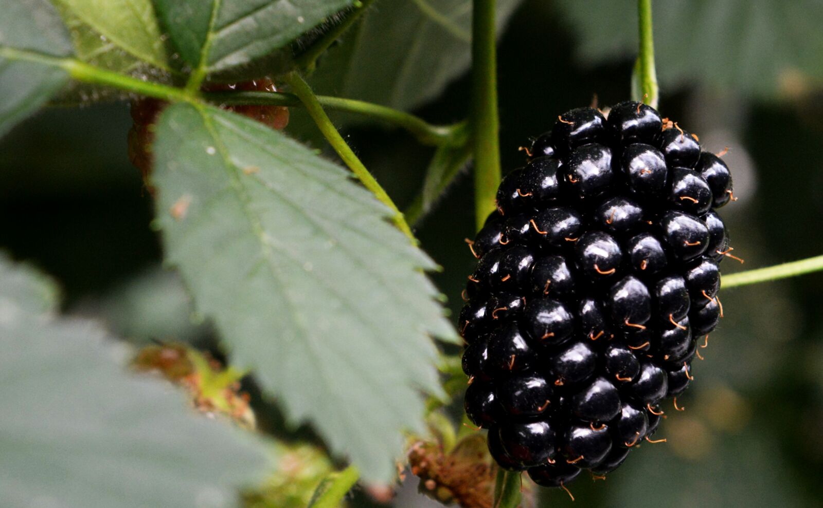 Nikon D4 sample photo. Blackberry, blackberries, berries photography