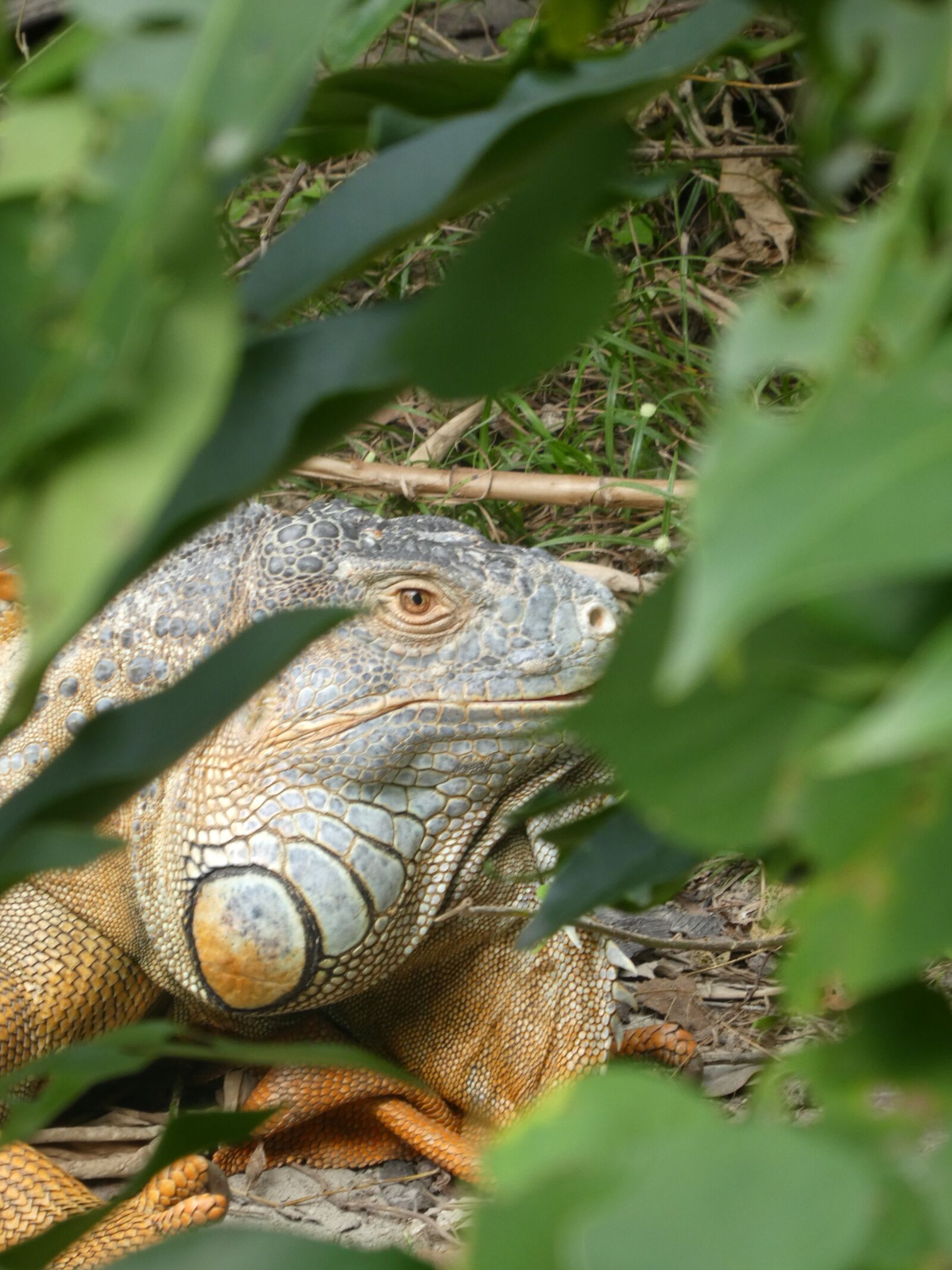 Panasonic DMC-TZ81 sample photo. Iguana, thailand, nature photography